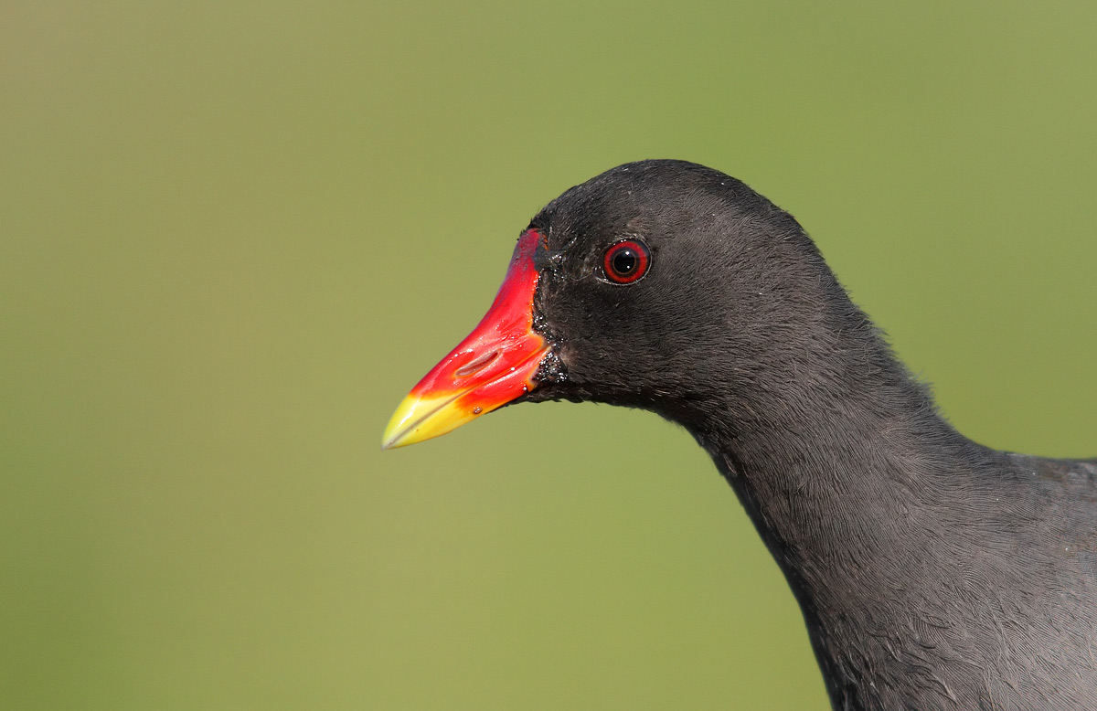 moorhen