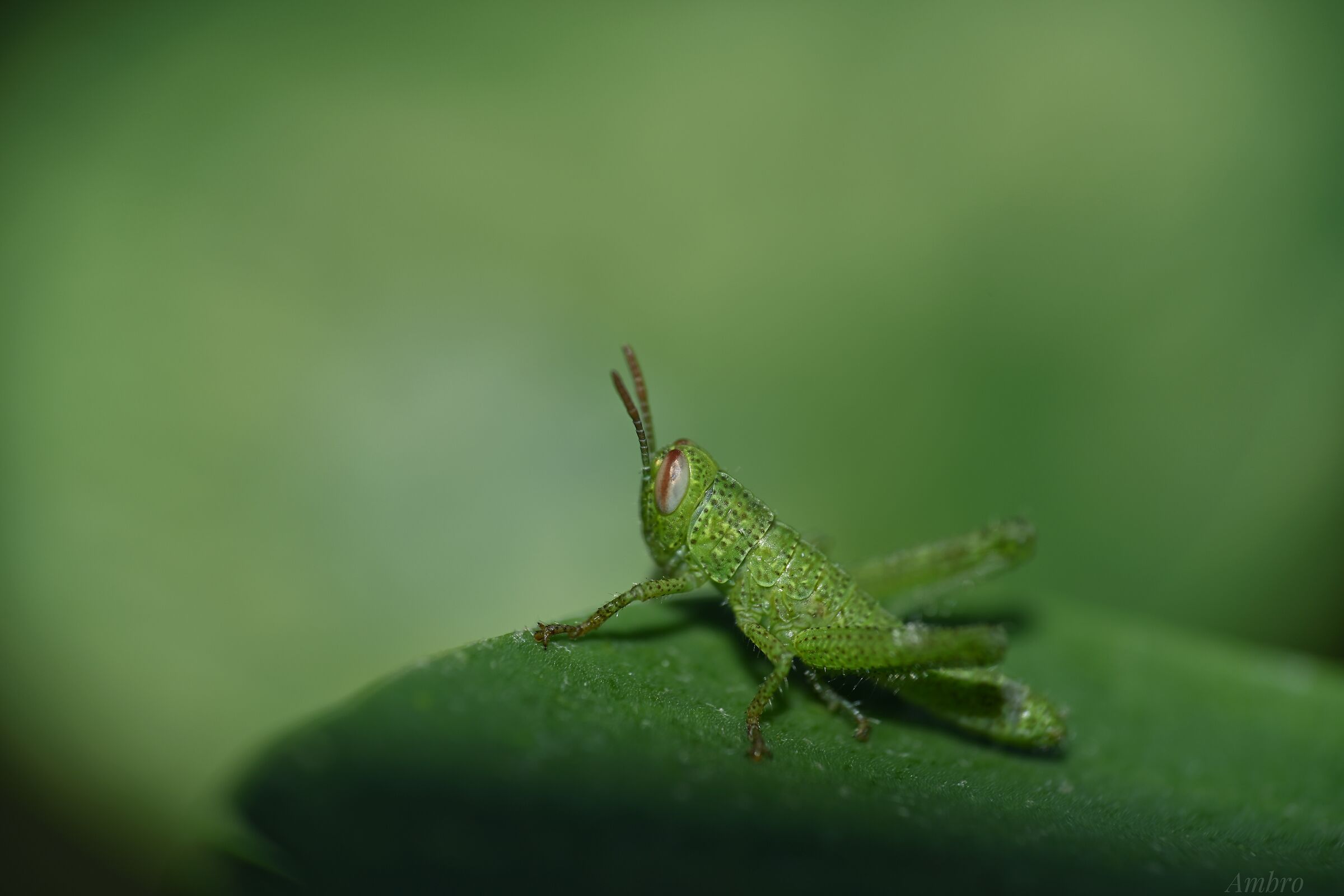 Grillo