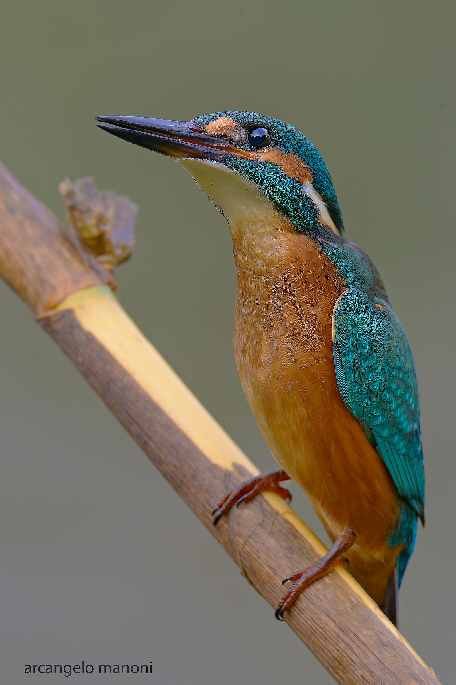 The magical gaze of the martin