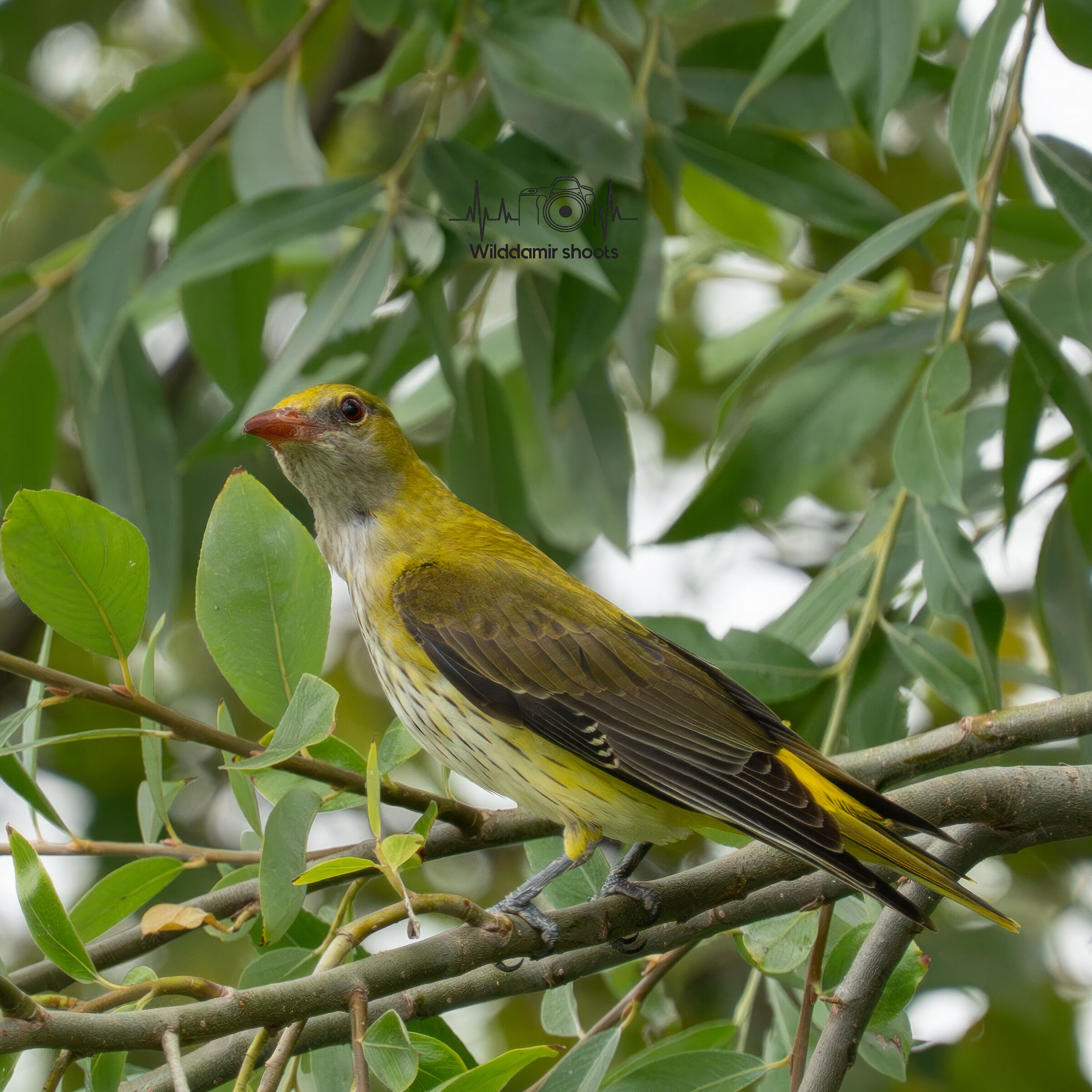 Golden oriole
