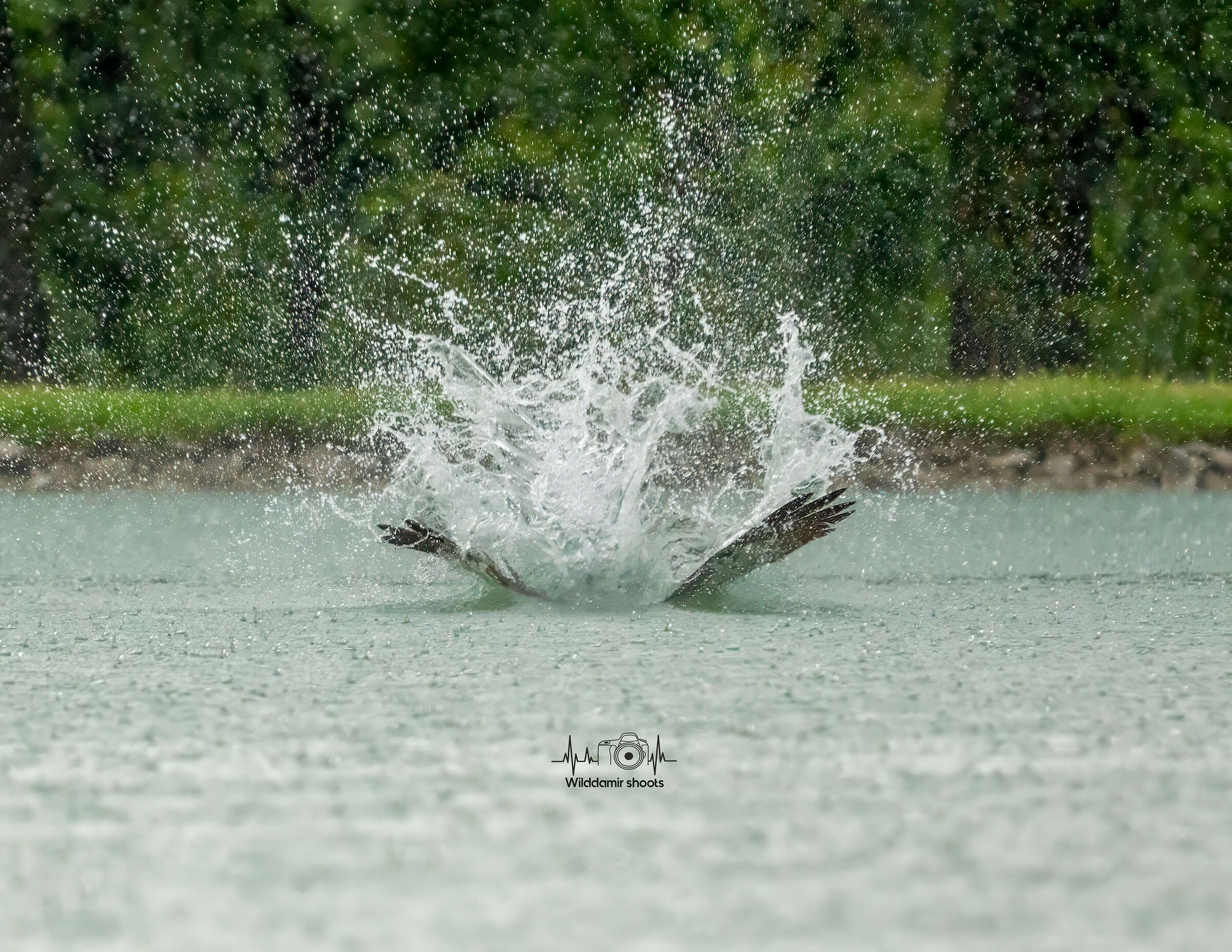 Osprey dive in the rain ?