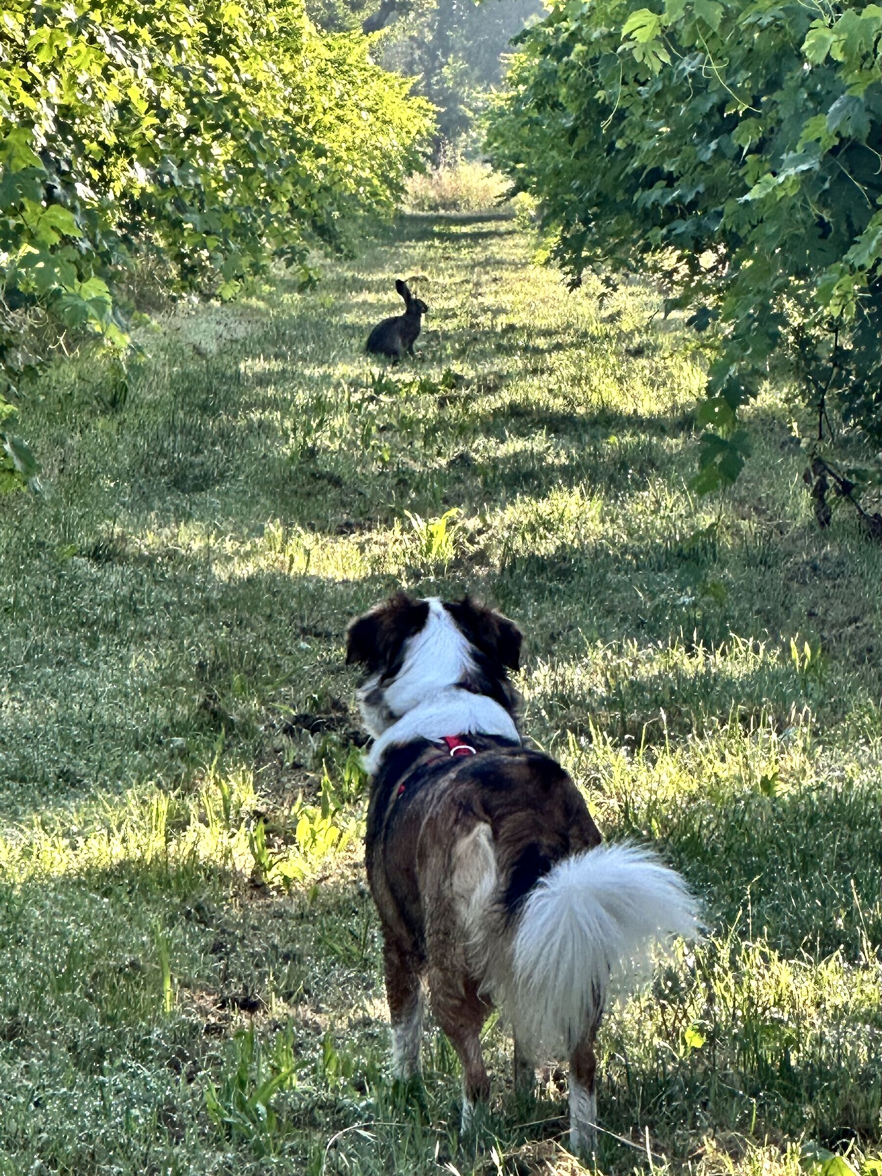 Lilly and the Hare