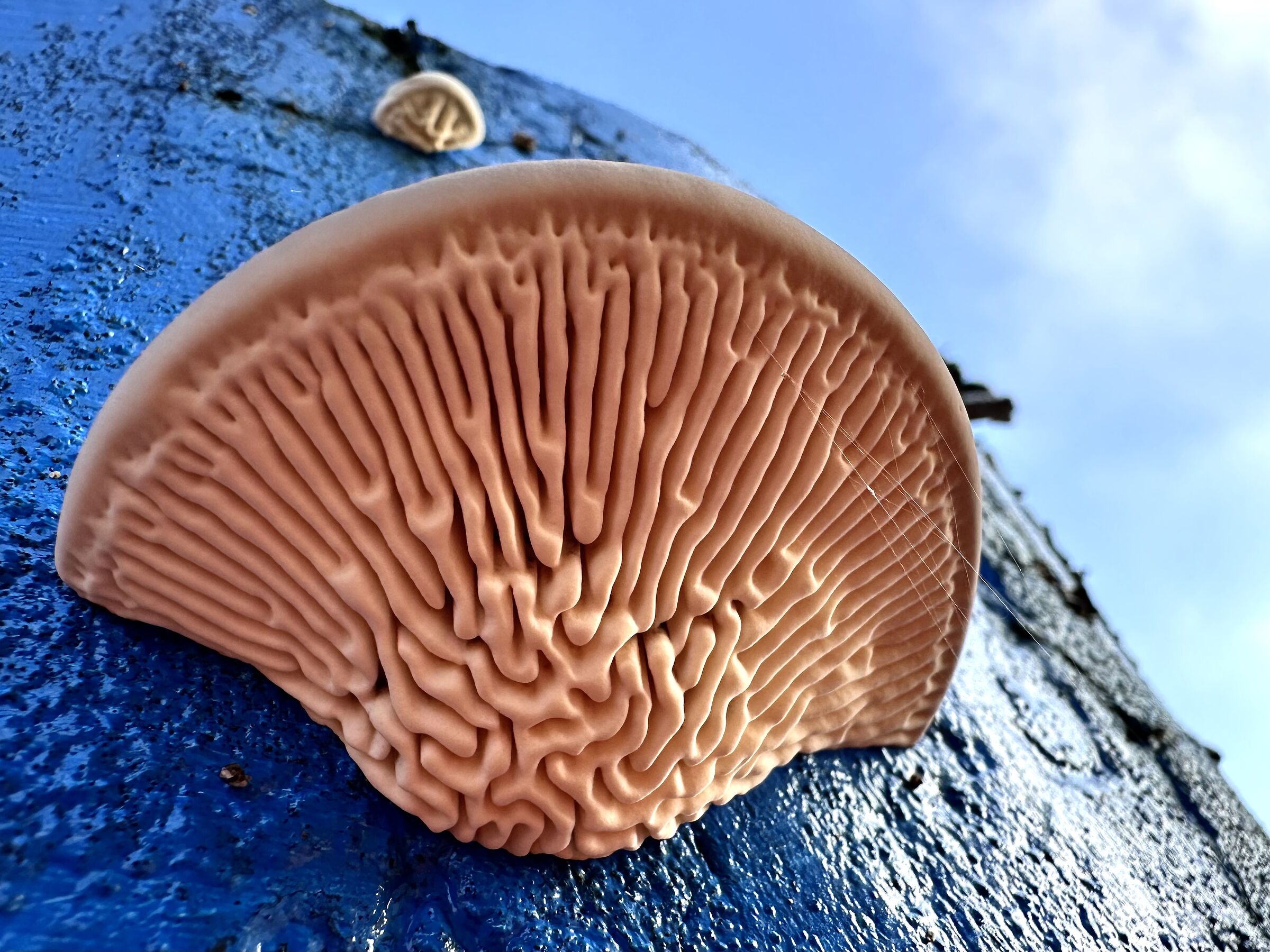 Mushroom