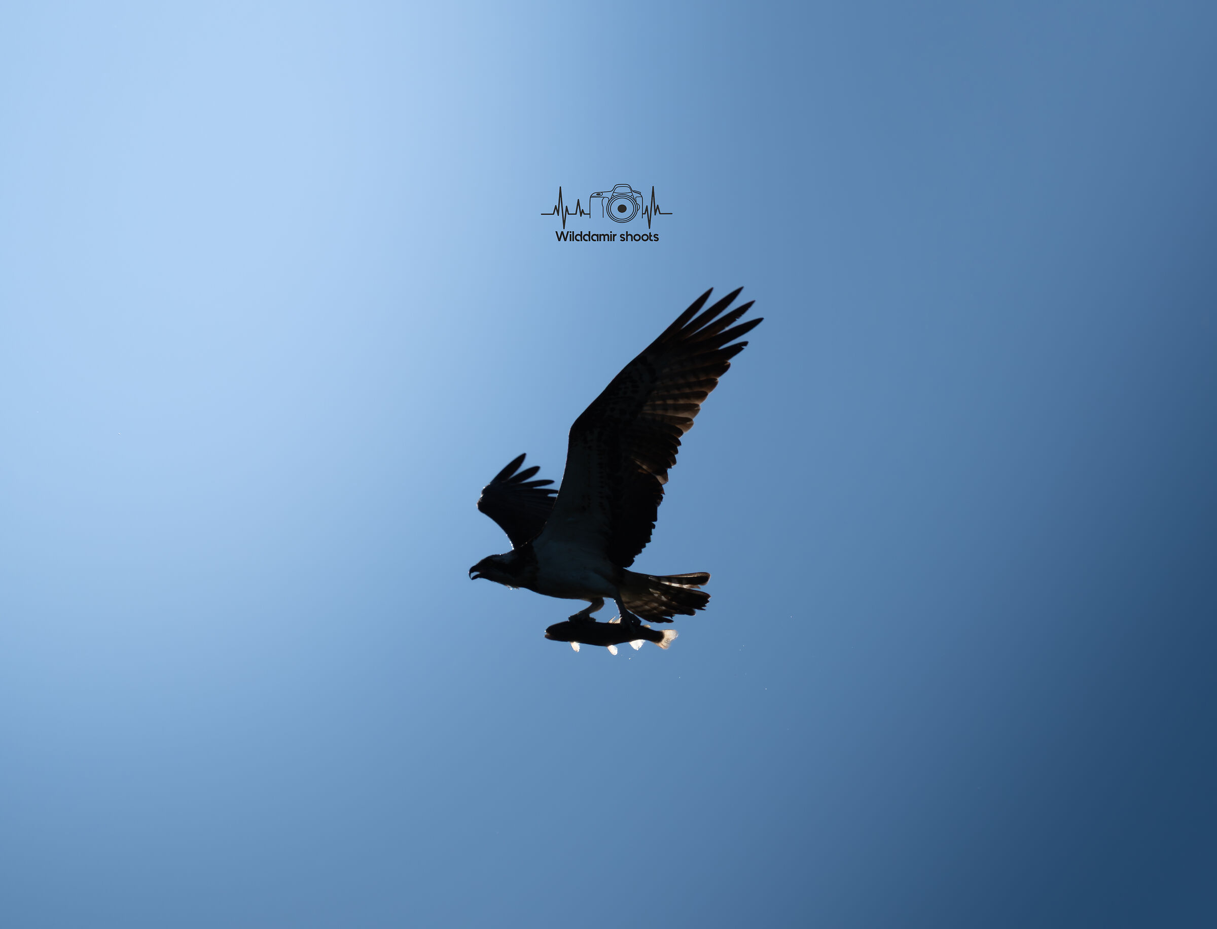 Osprey backlight at sunset