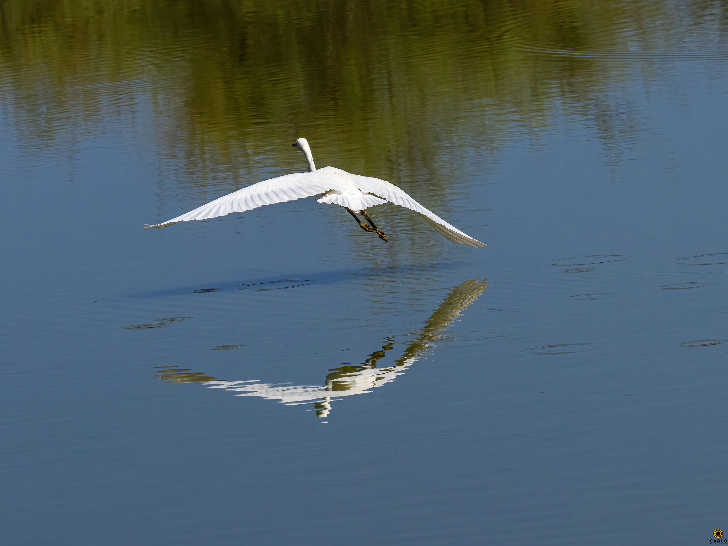 Egrets
