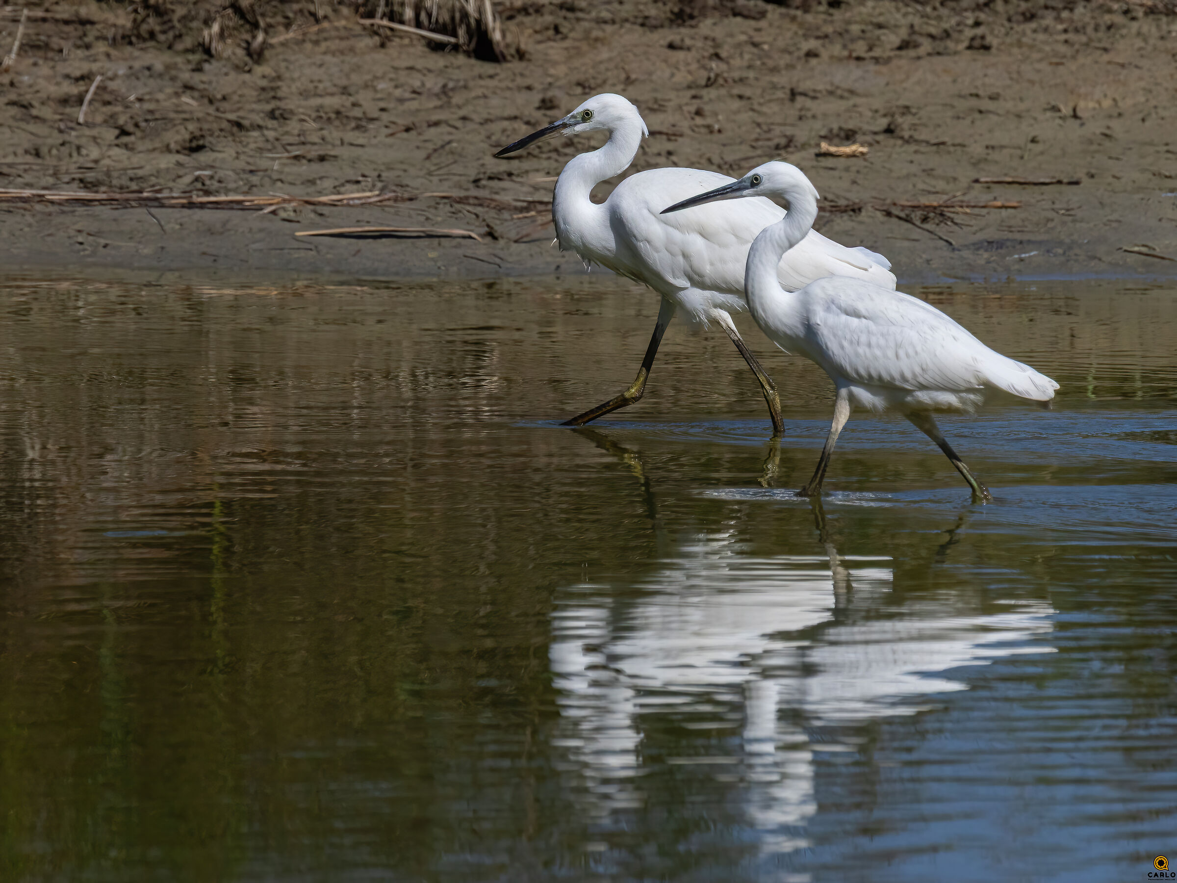Egrets