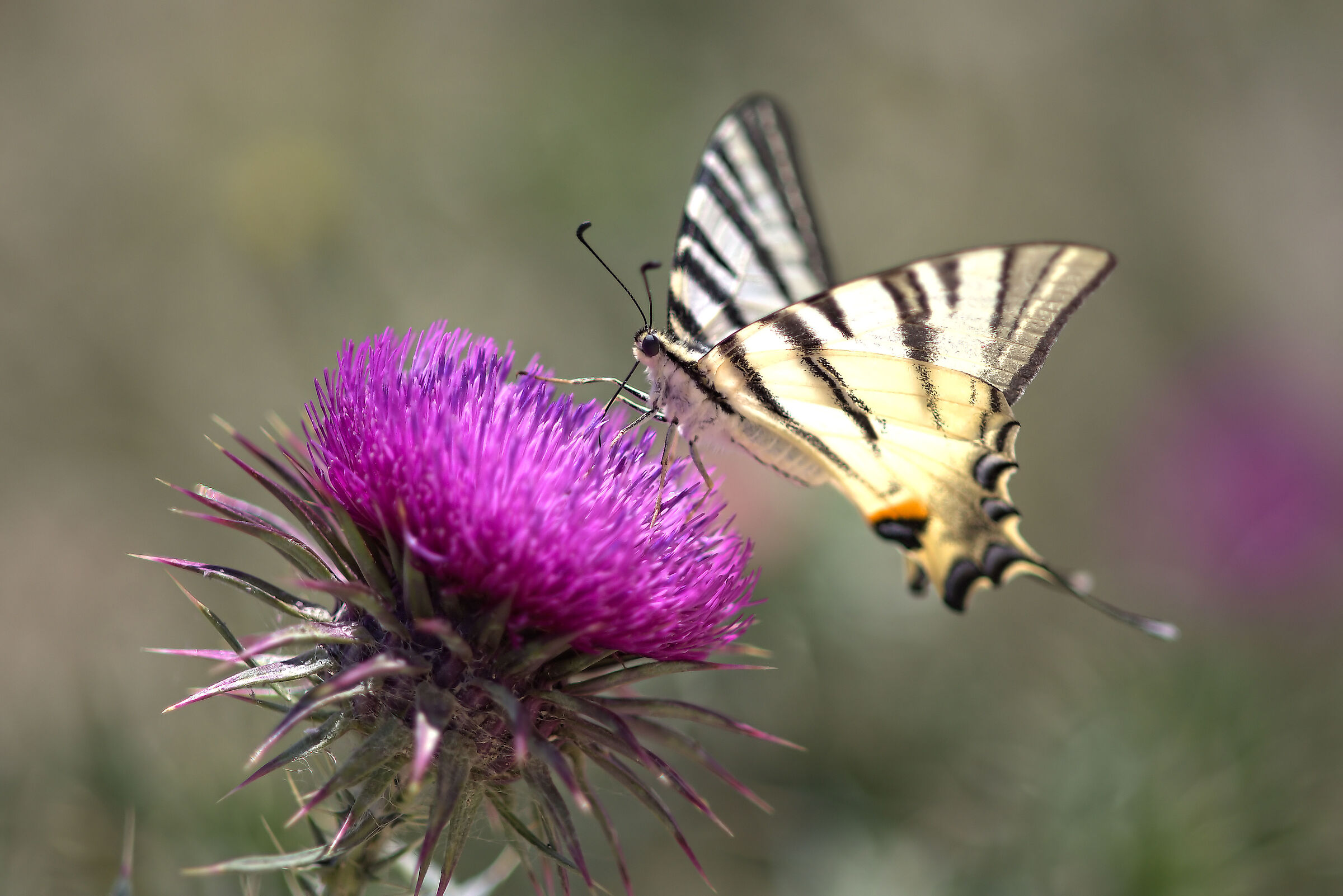 Iphiclides podalirius