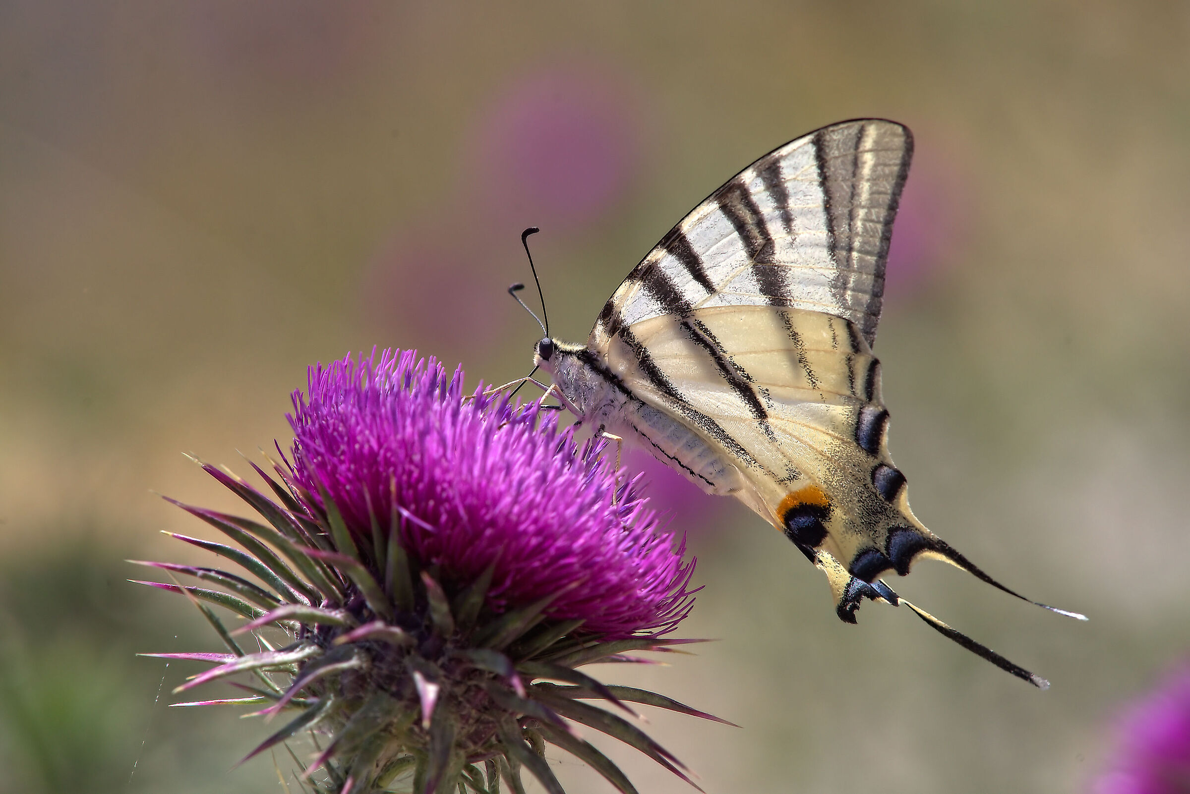 Iphiclides podalirius