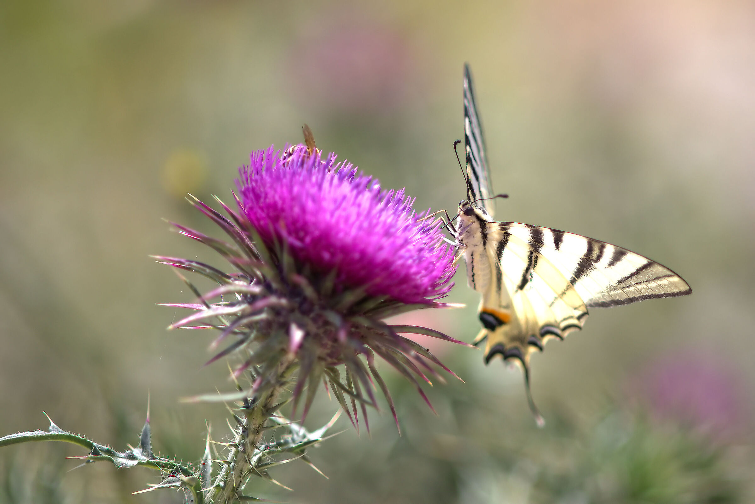 Iphiclides podalirius