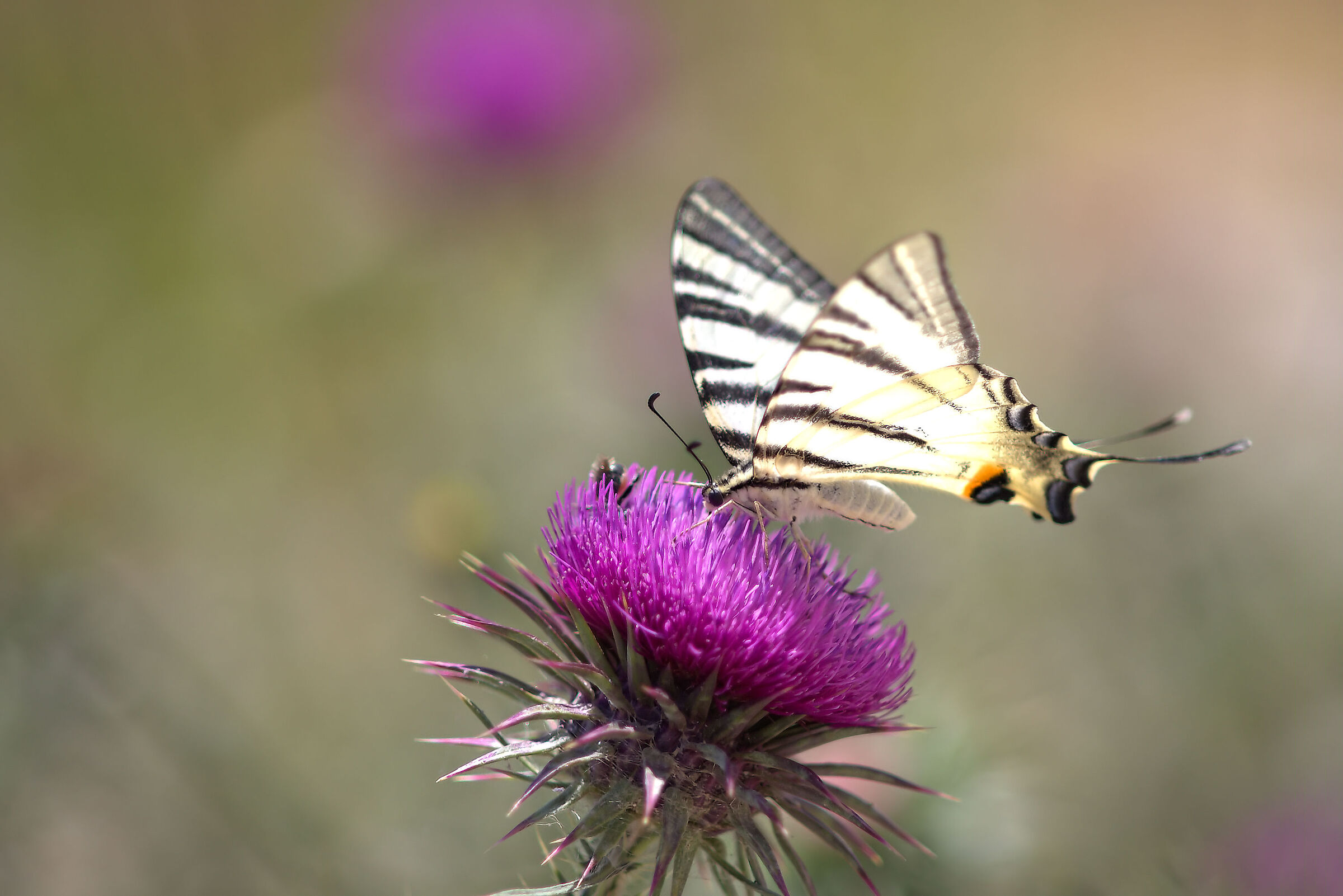 Iphiclides podalirius