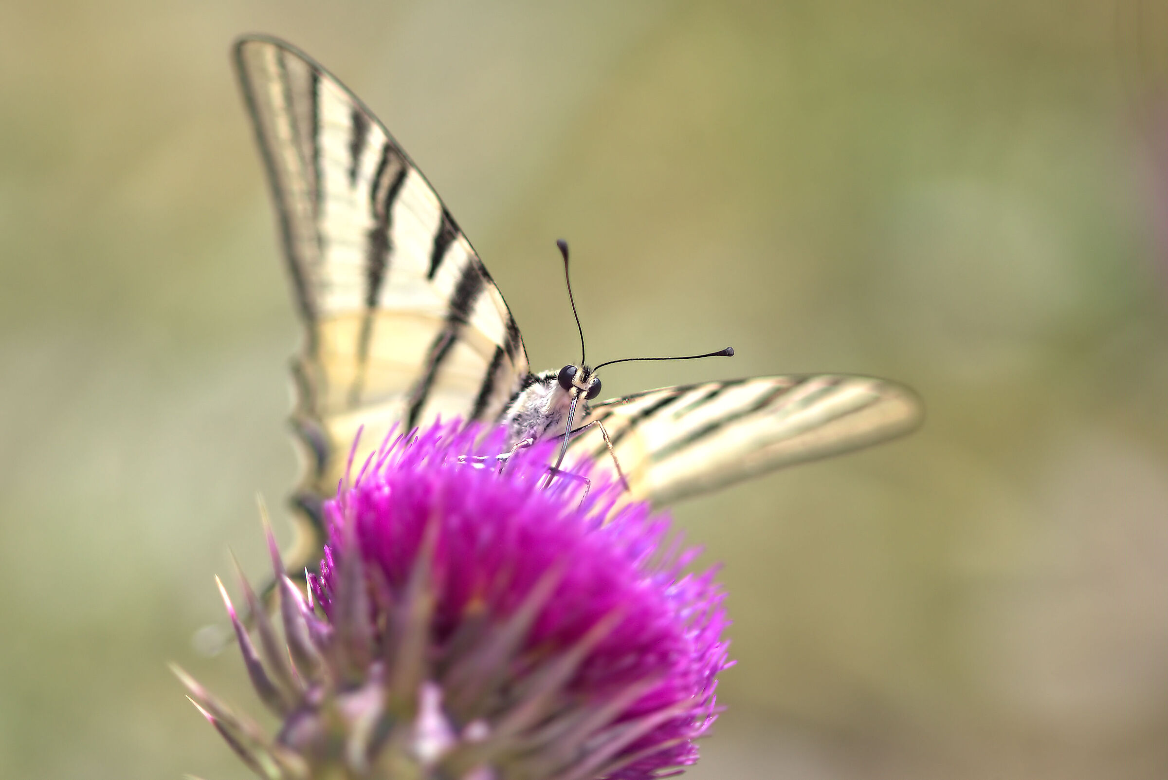Iphiclides podalirius