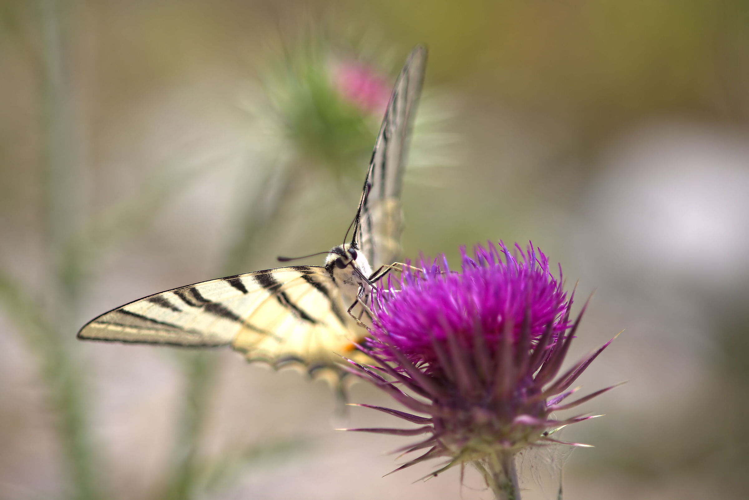 Iphiclides podalirius