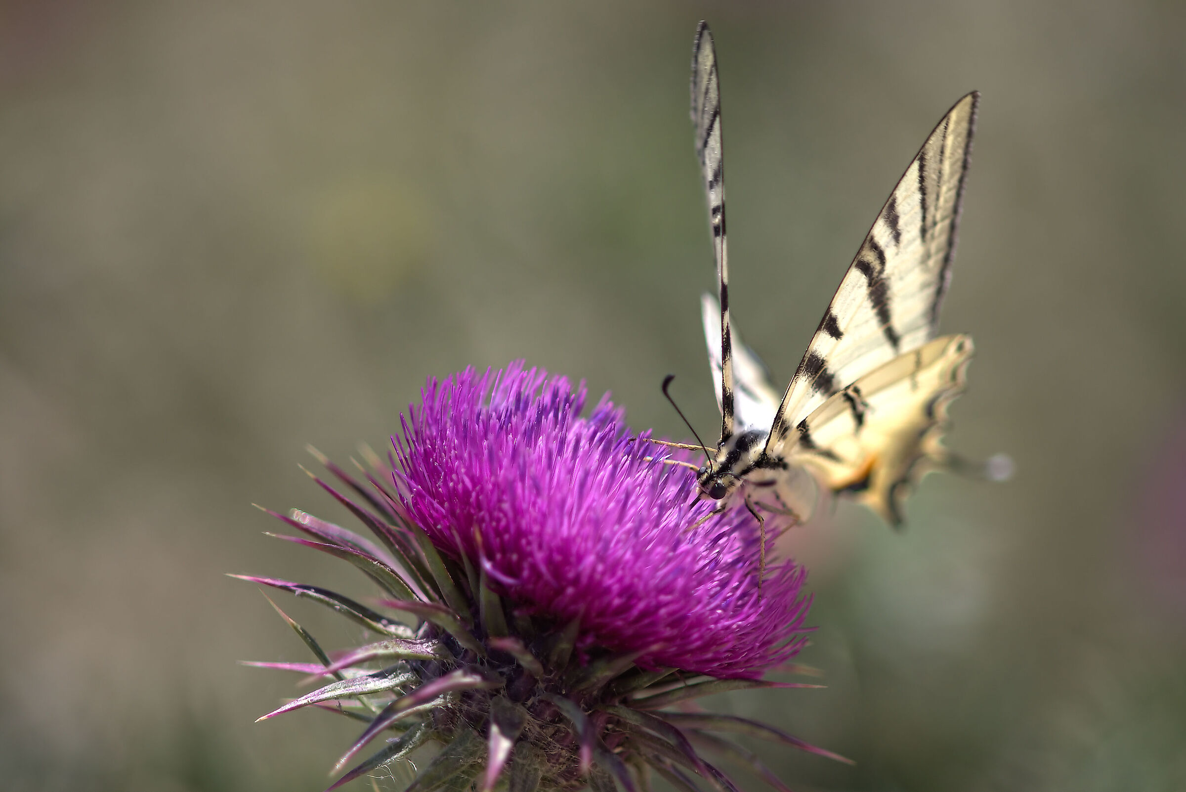 Iphiclides podalirius