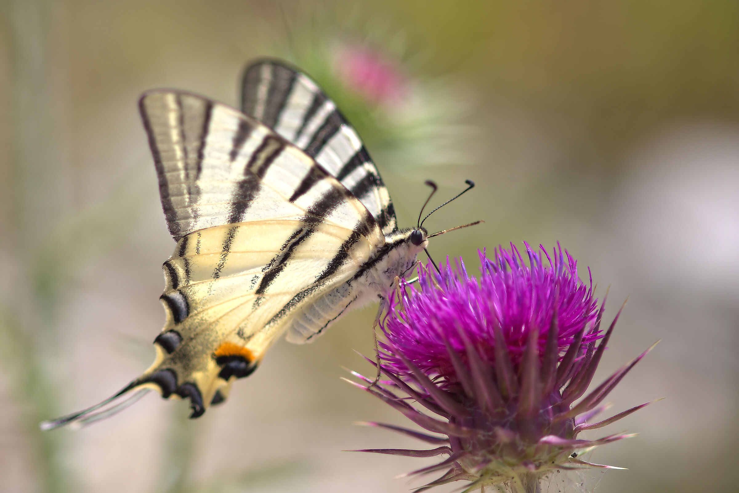 Iphiclides podalirius