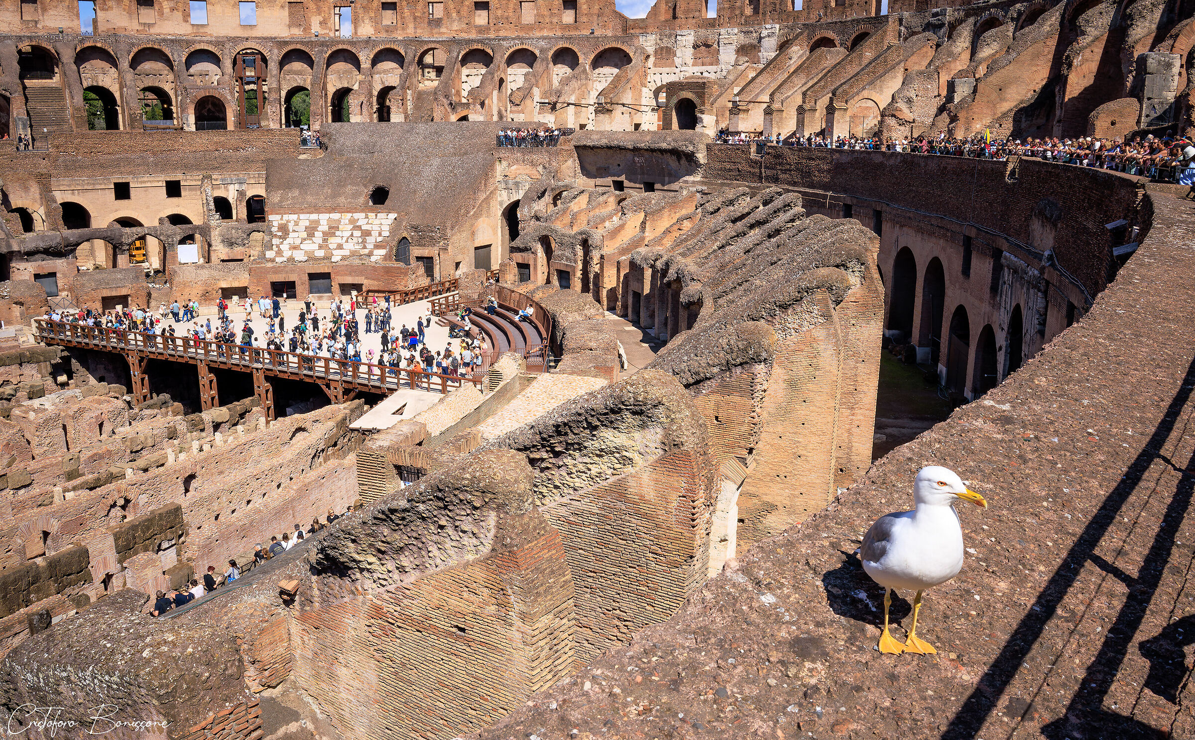 I Gabbiani del Colosseo