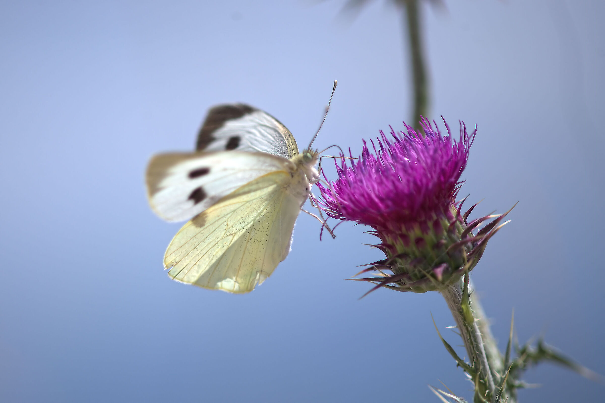 Pieris brassicae