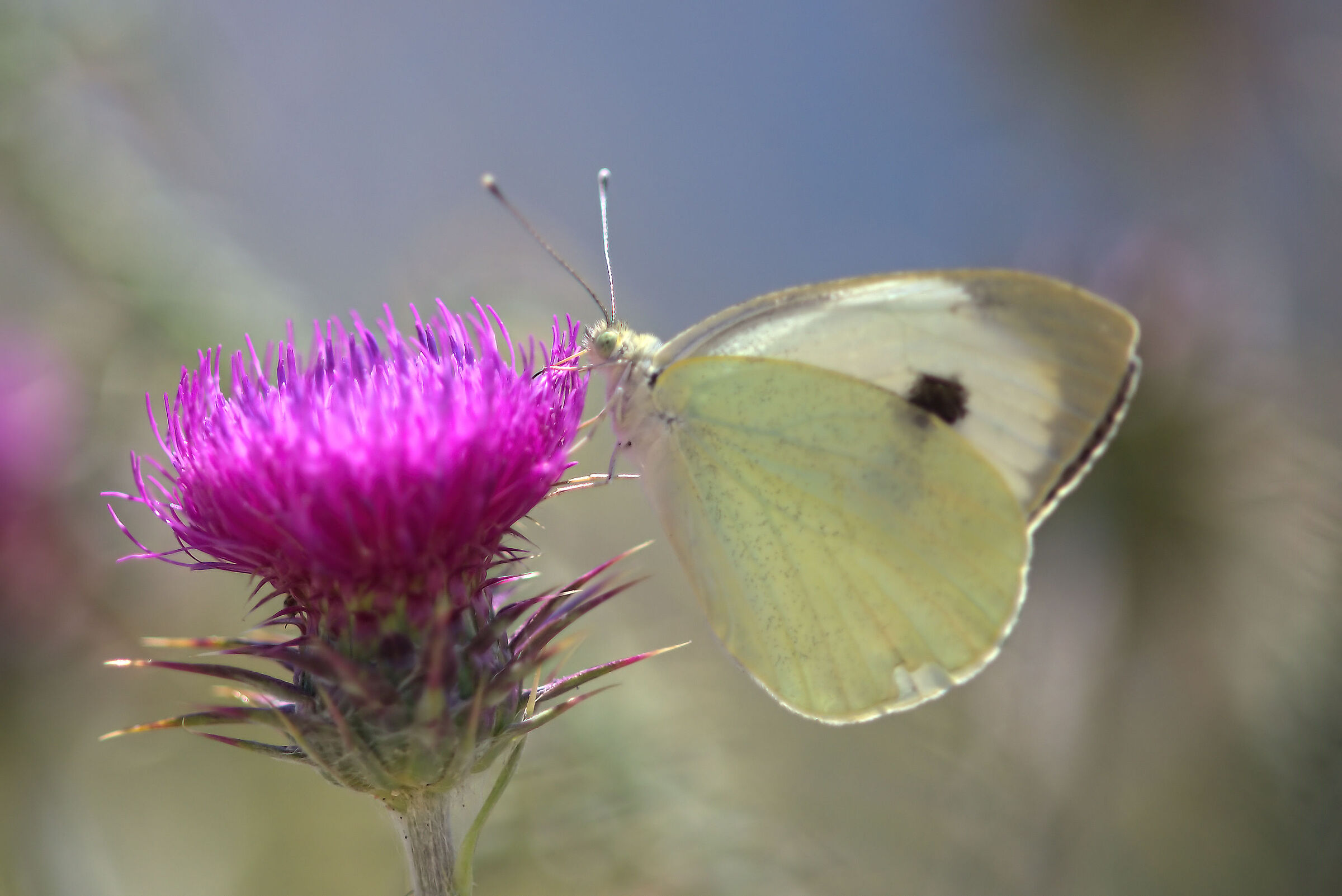 Pieris brassicae