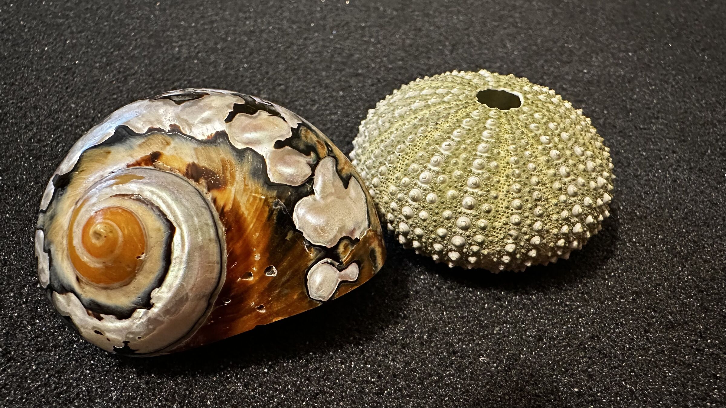 Shells and sea urchins