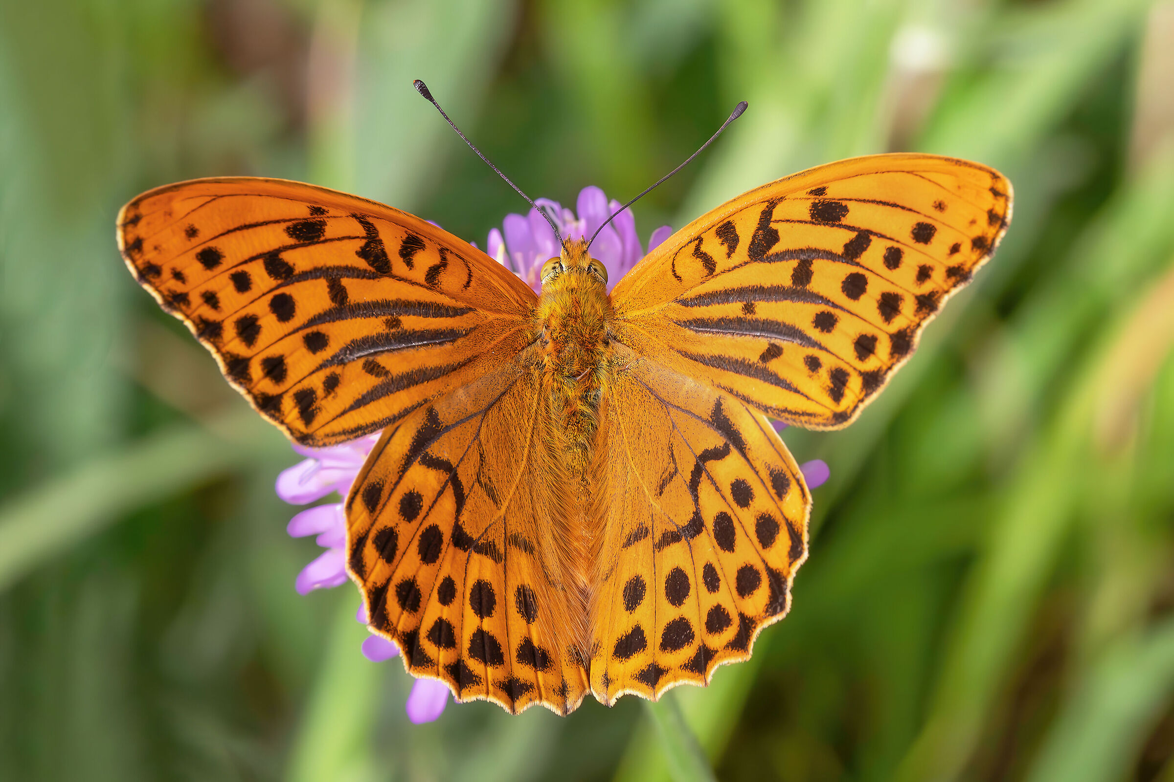 Argynnis paphia