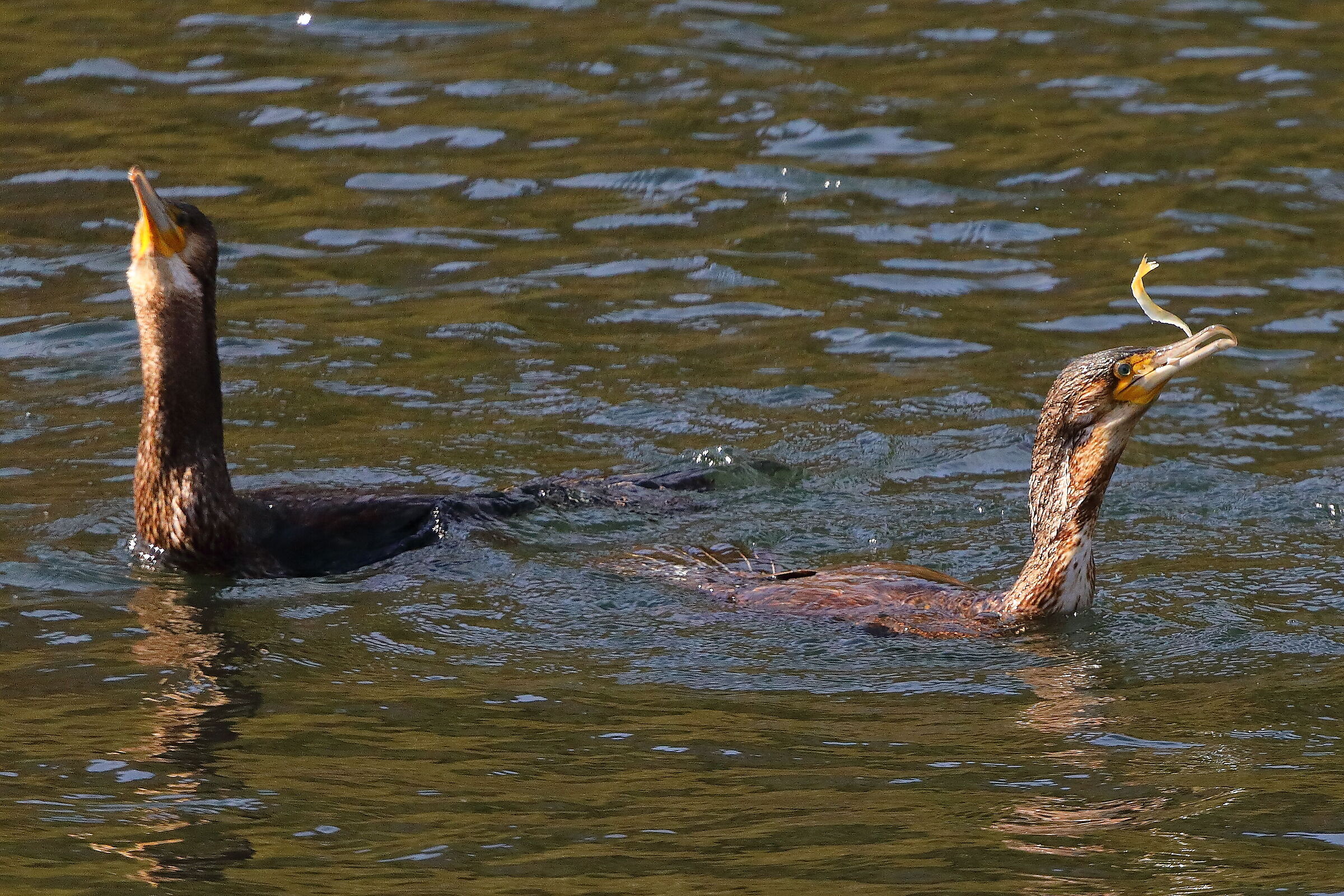 Cormorani 27 marzo 2025 - 0069