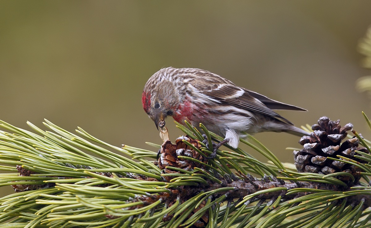 Redpoll in feeding