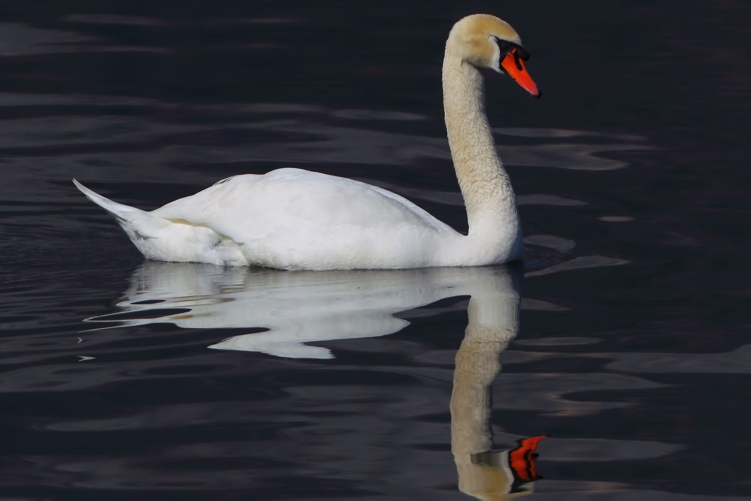 Cigno R 28 marzo 2025 - 0005