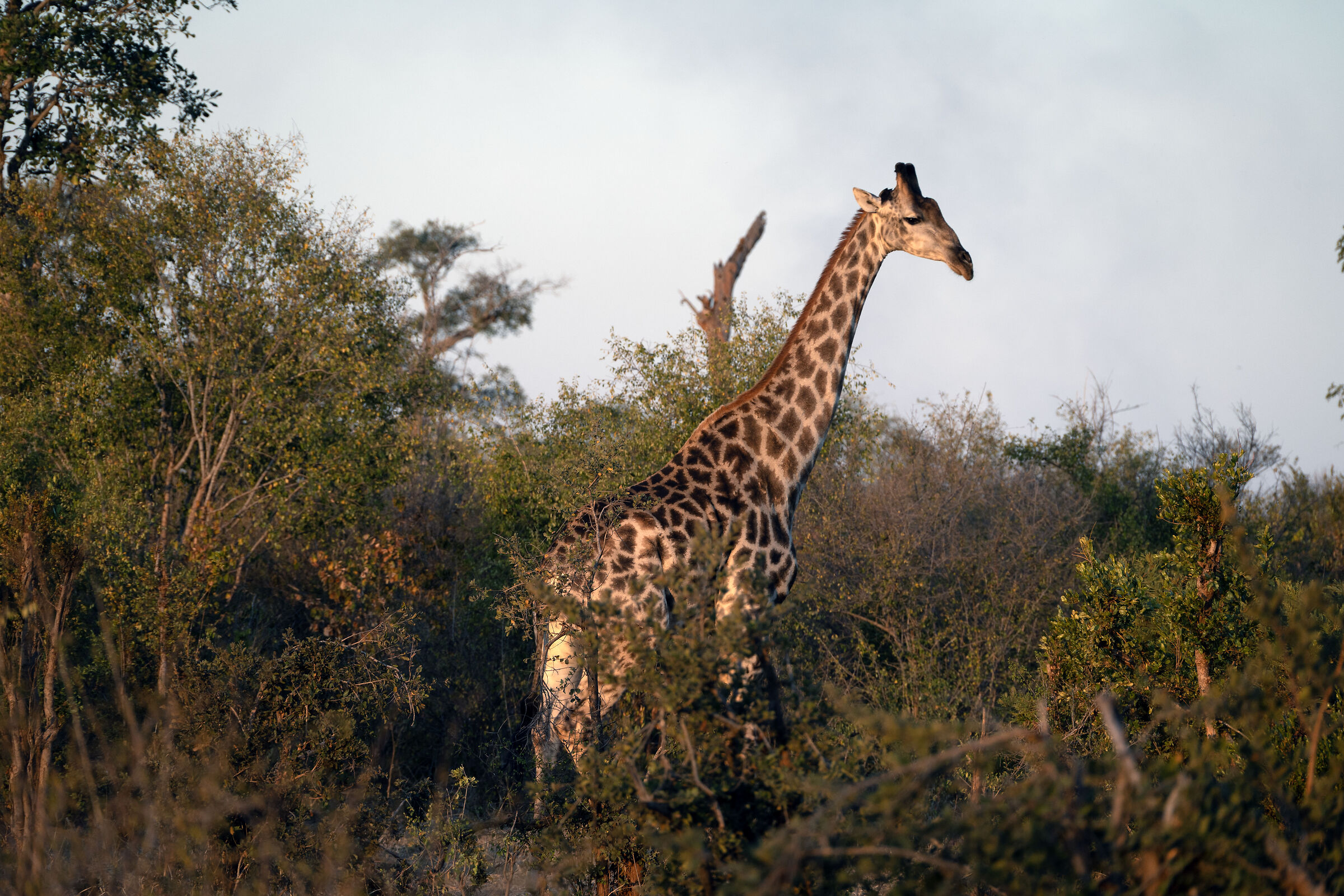 Giraffa Zambezi National Park