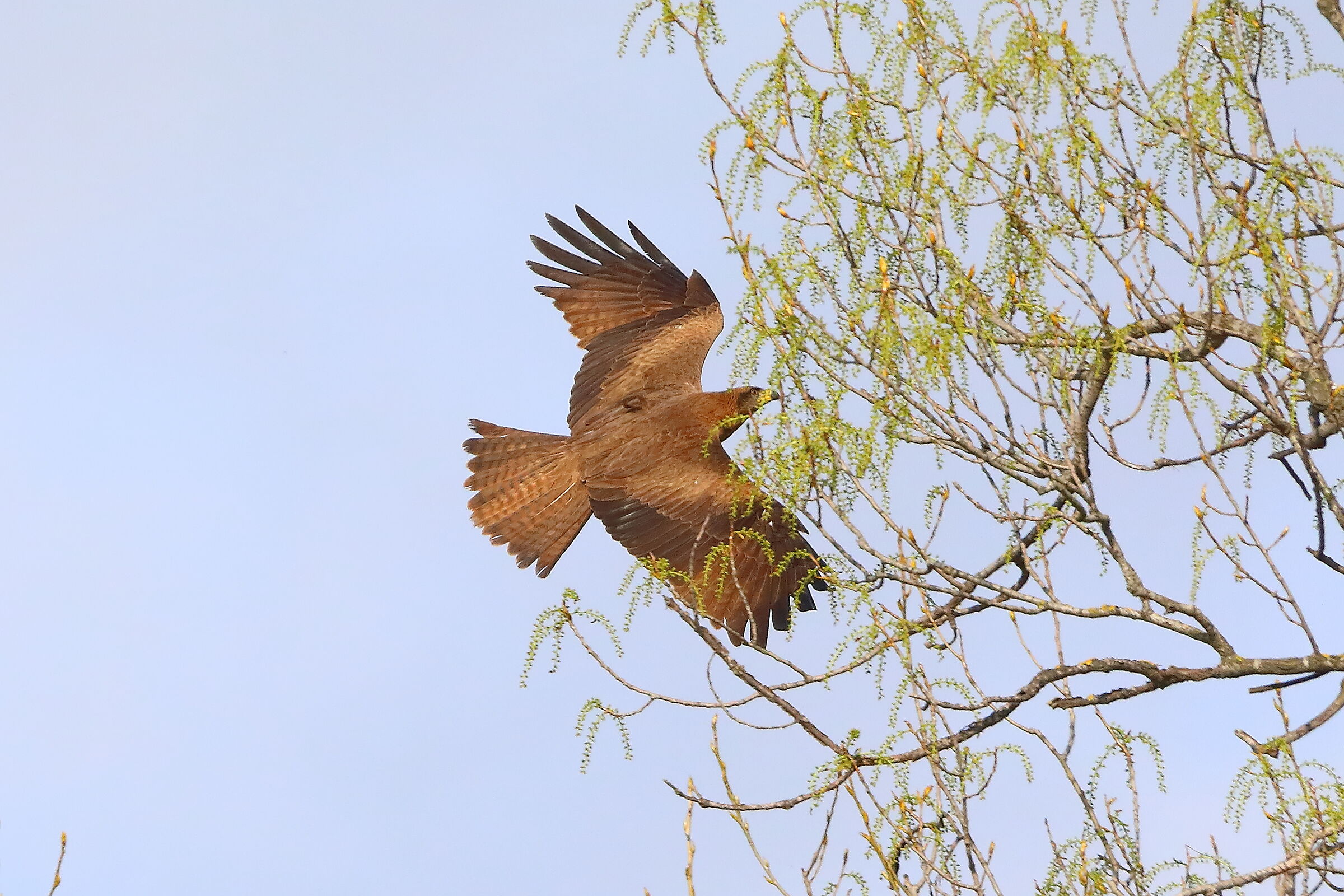 Nibbio bruno 29 marzo 2025 - 0175