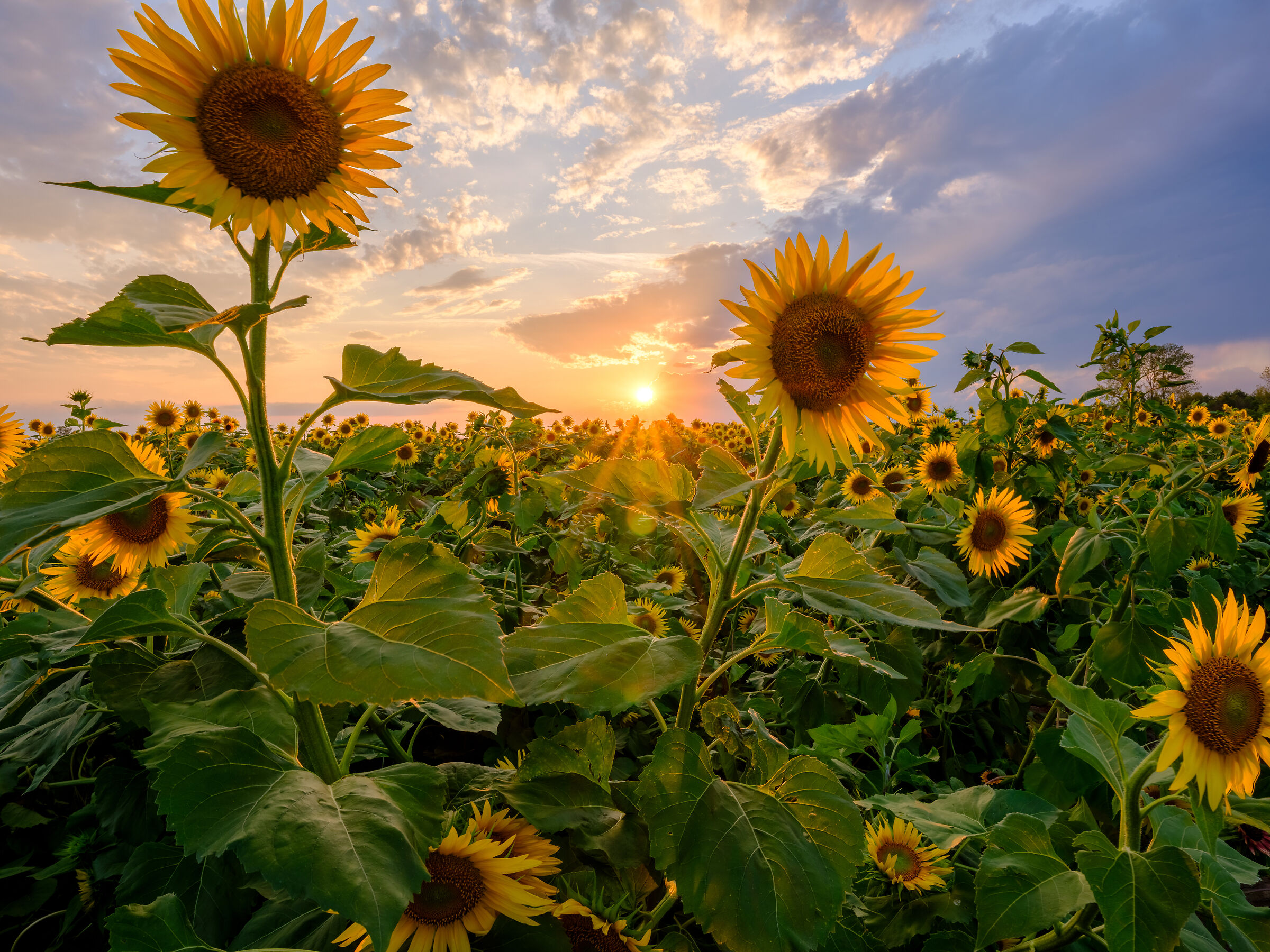 Sunflowers