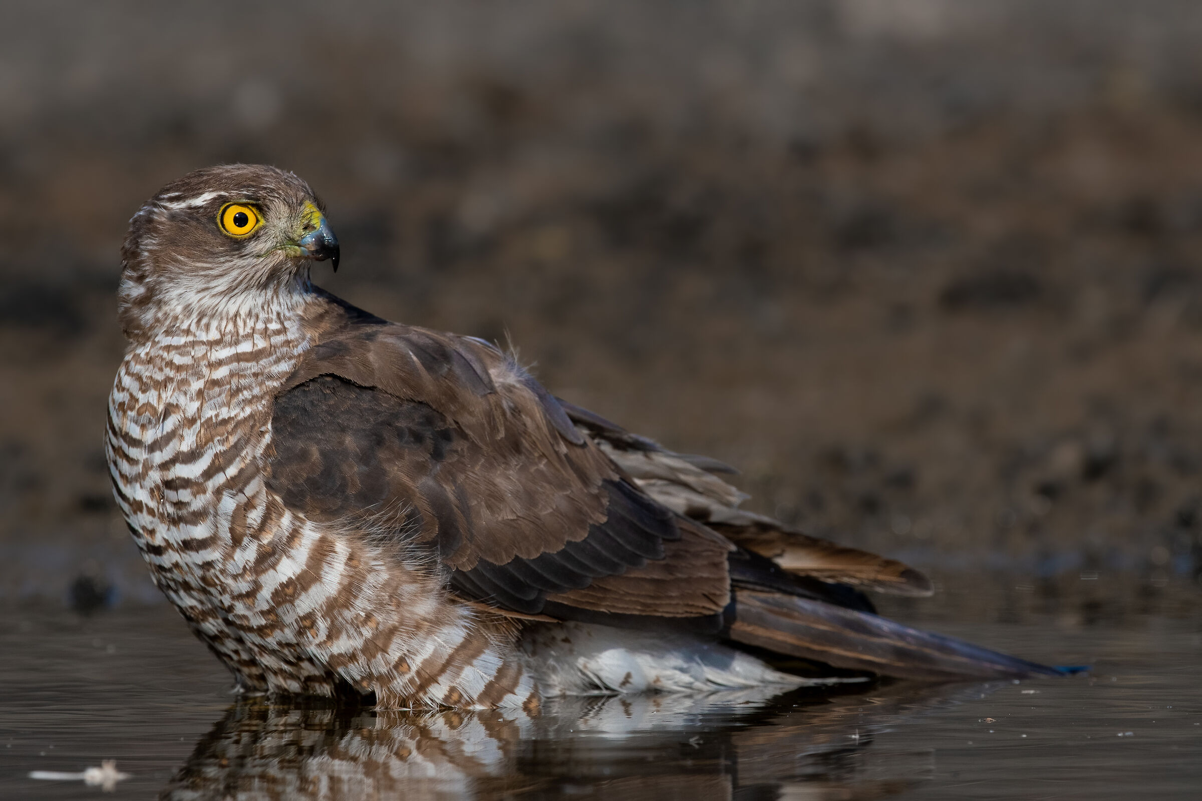 Sparrowhawk (F)
