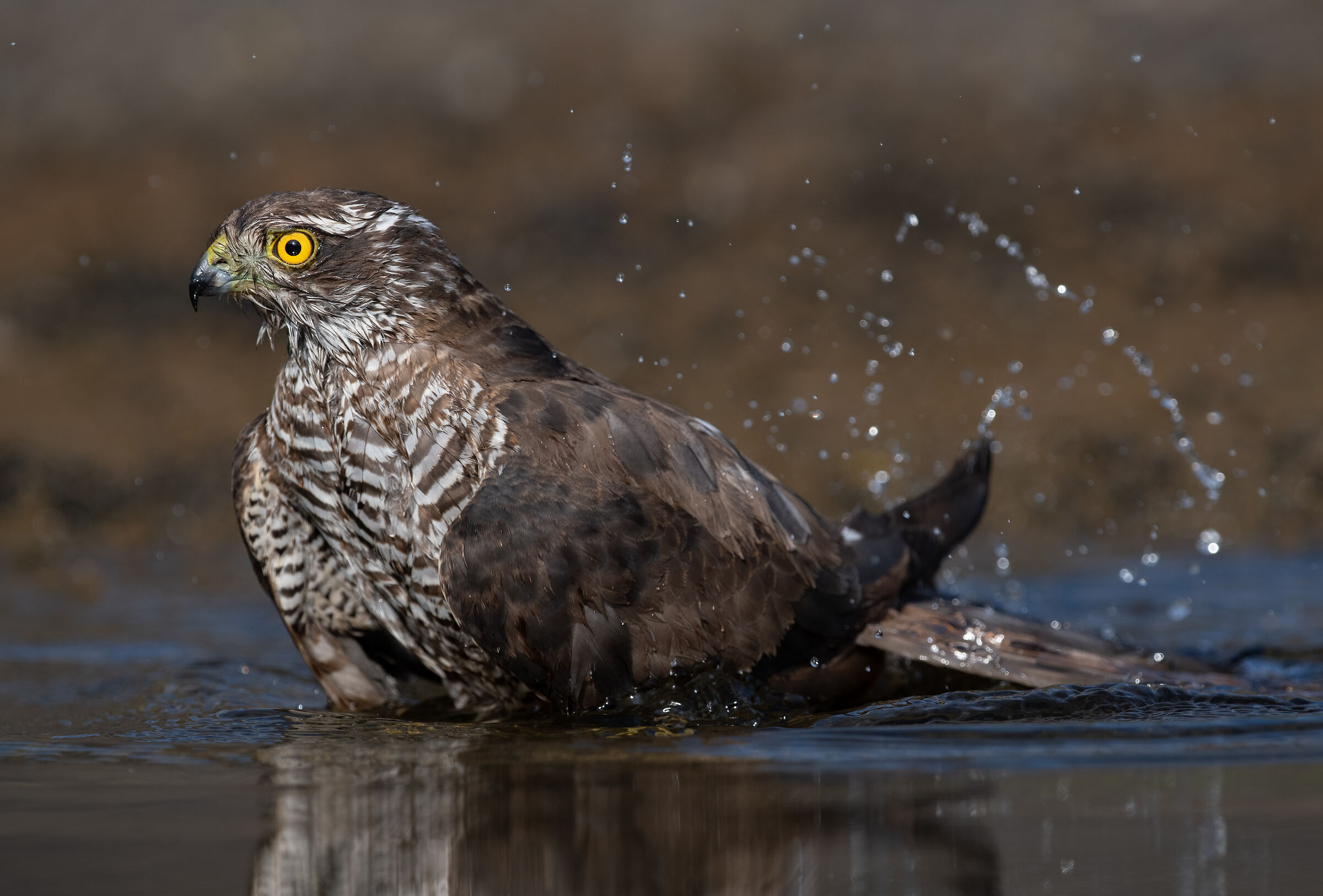 Sparrowhawk (F)