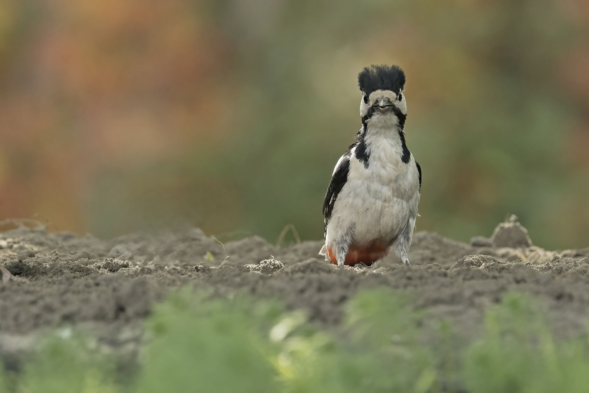 Discovering the world