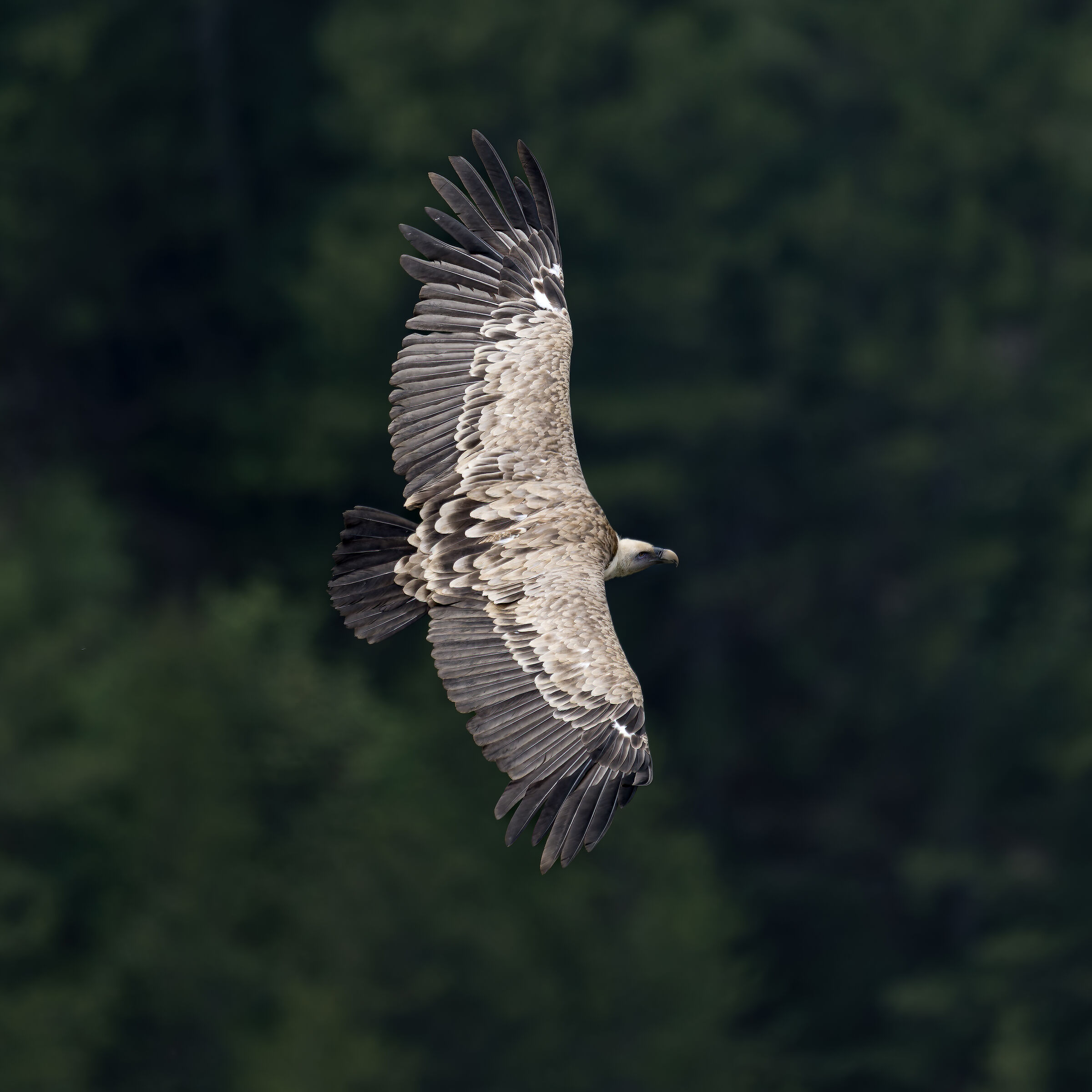 Griffin - Barronies Provencal