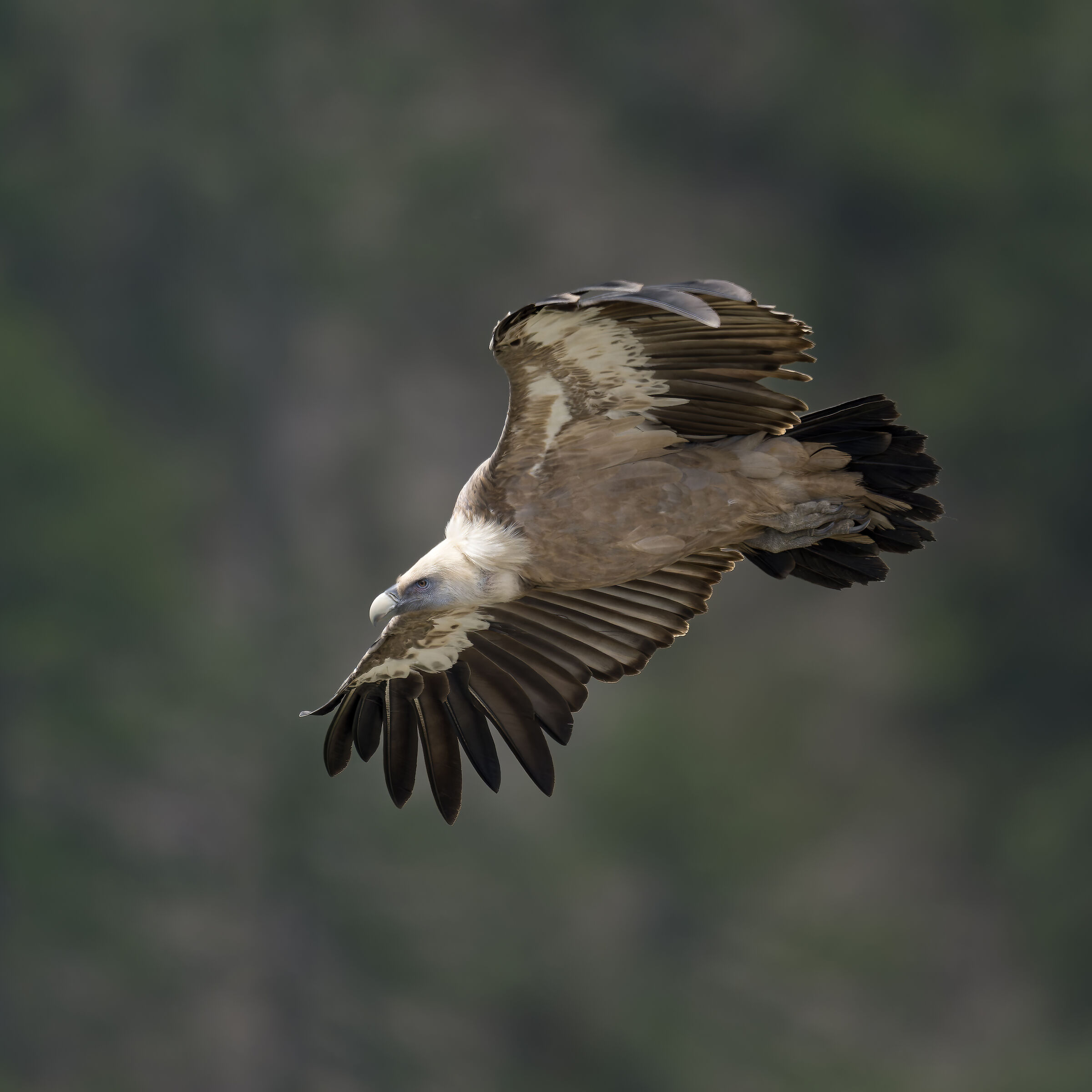 Griffin - Barronies Provencal