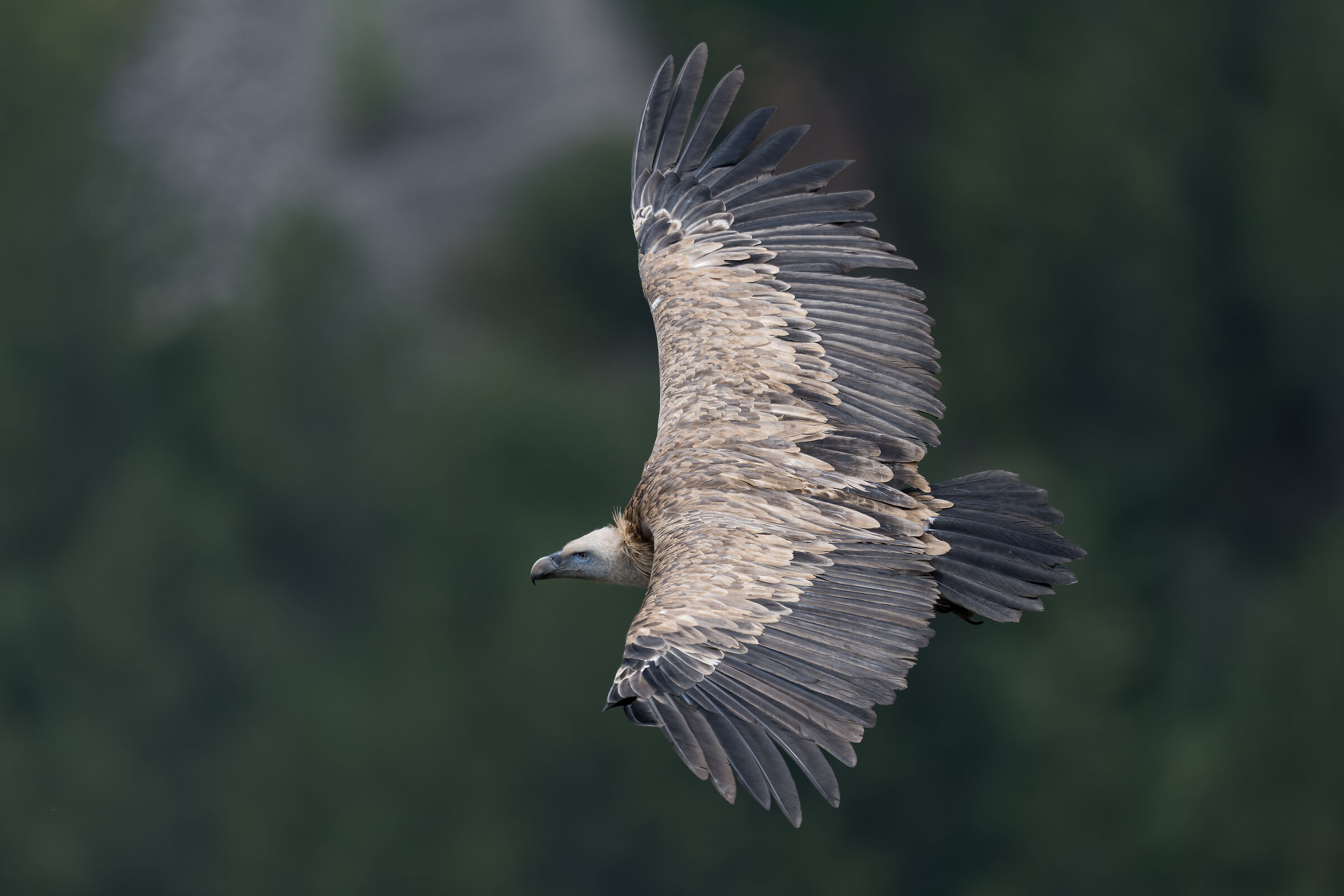 Griffin - Barronies Provencal