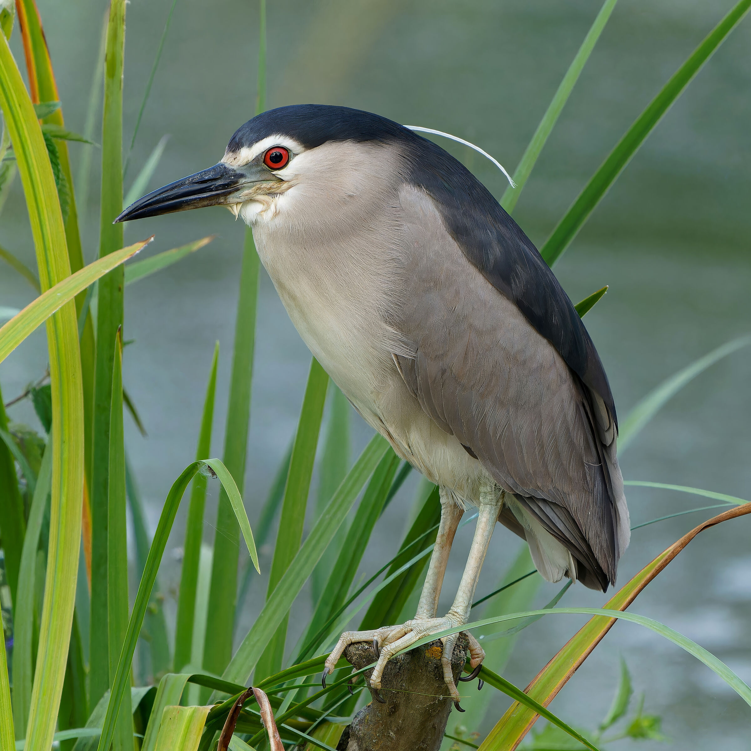 Night Heron