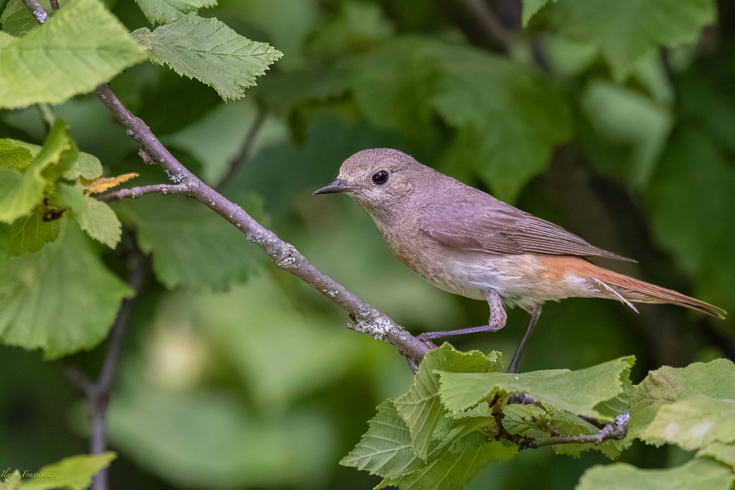 Jumping redstart in the hazel tree