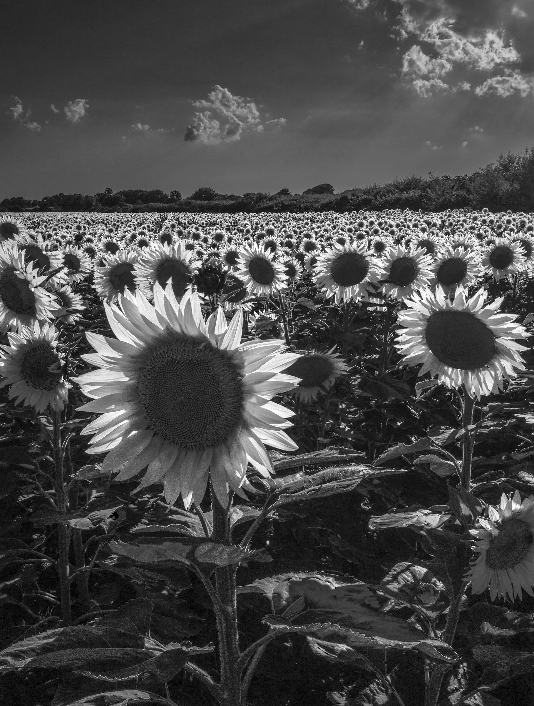Sunflowers
