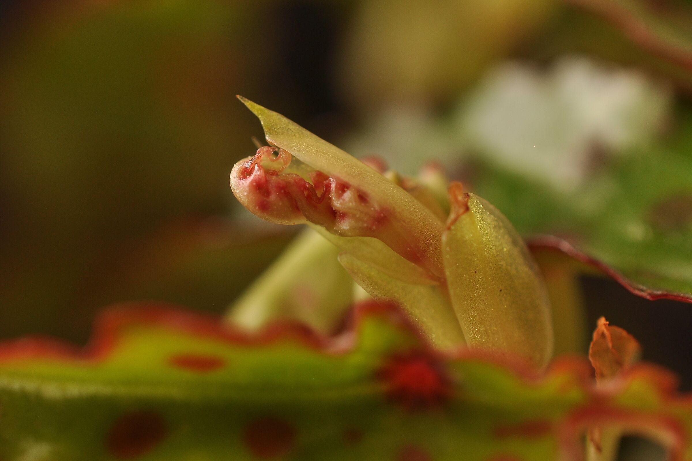 Begonia Wings