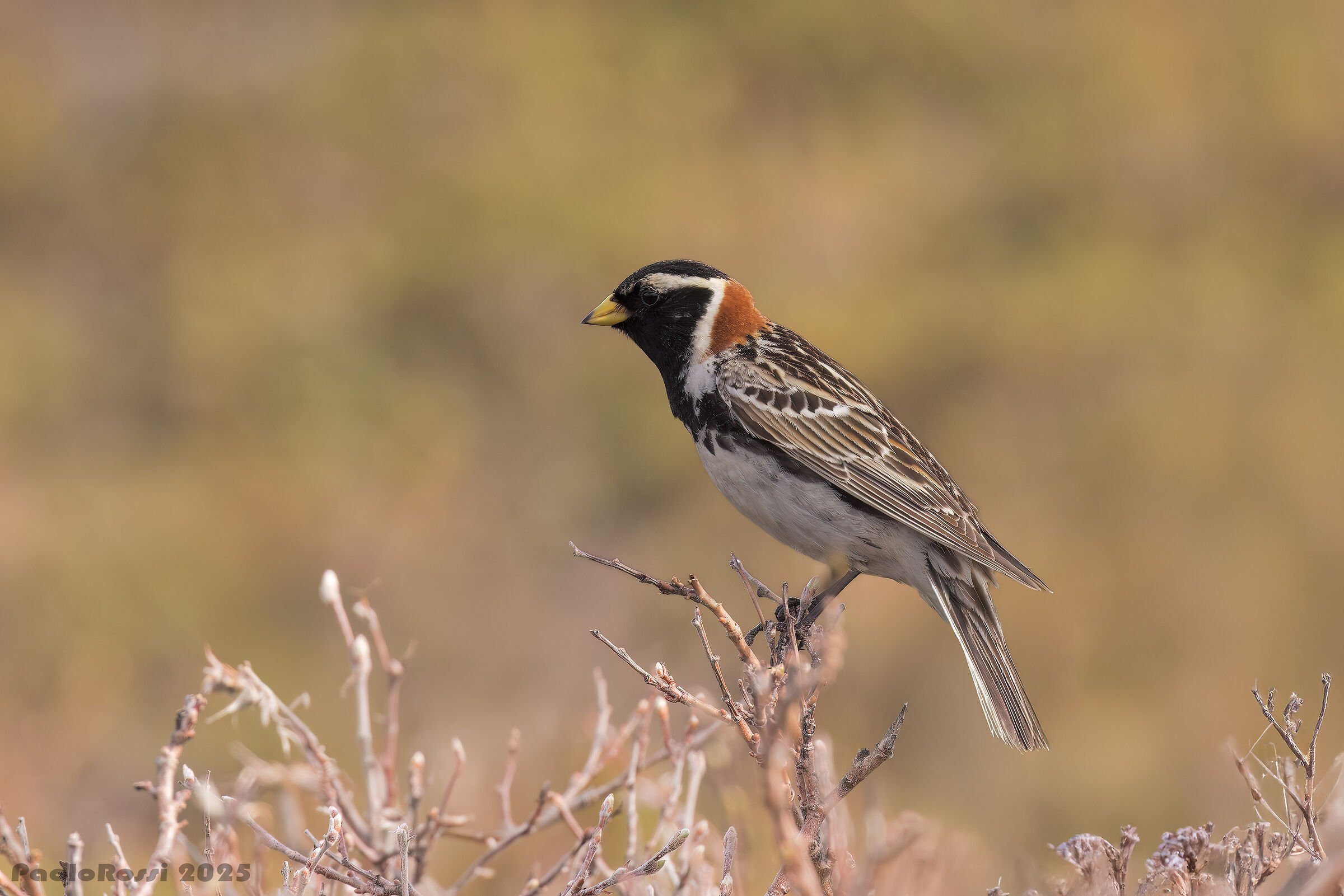 Lapland bunting...
