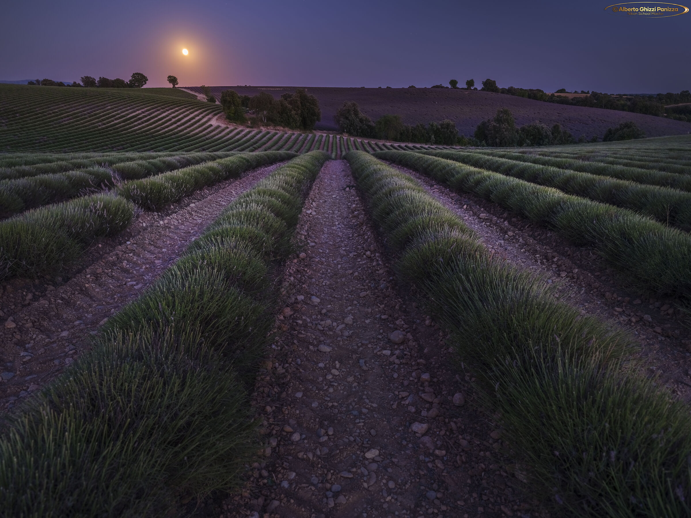 La Luna sorge sui campi di lavanda