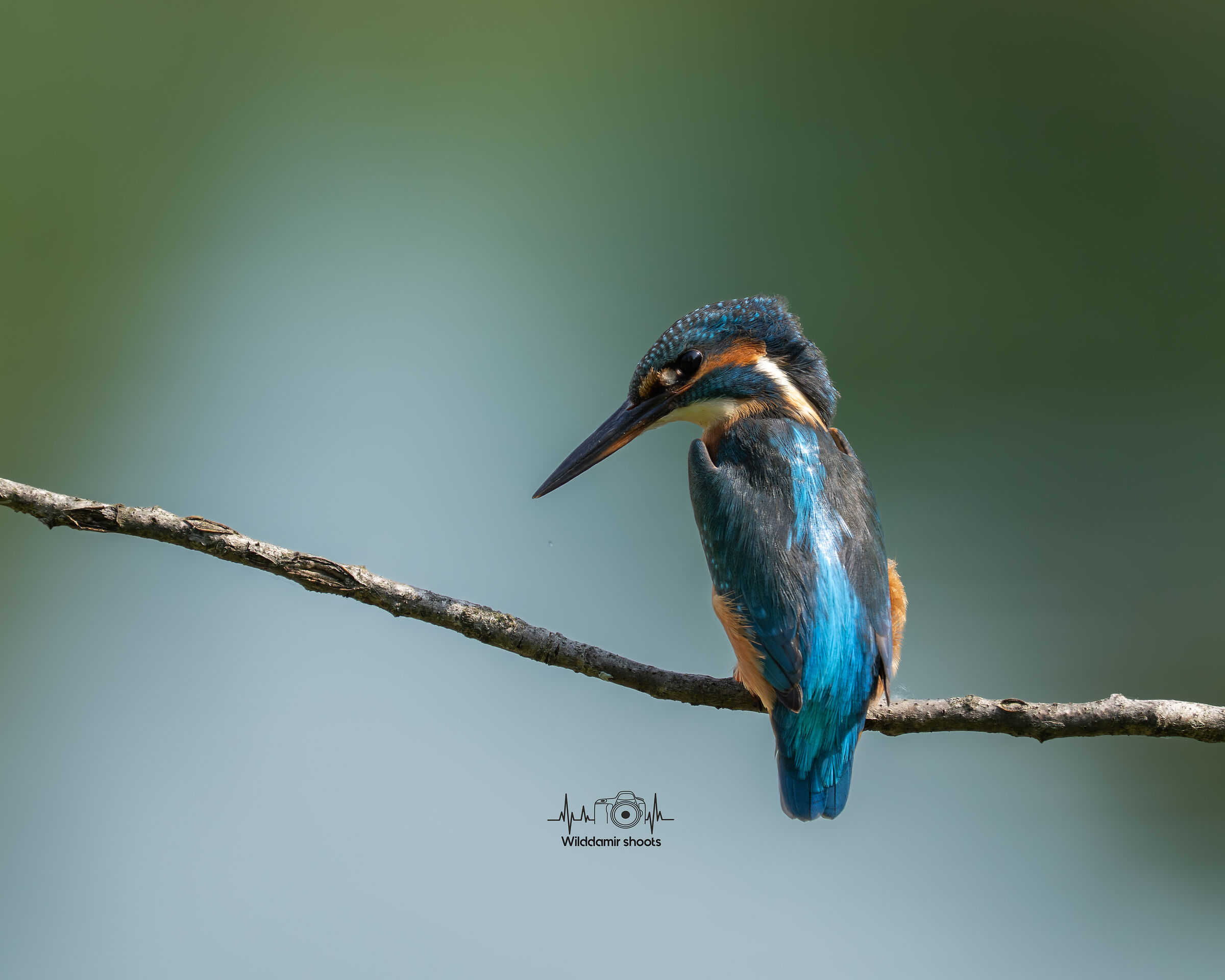Kingfisher