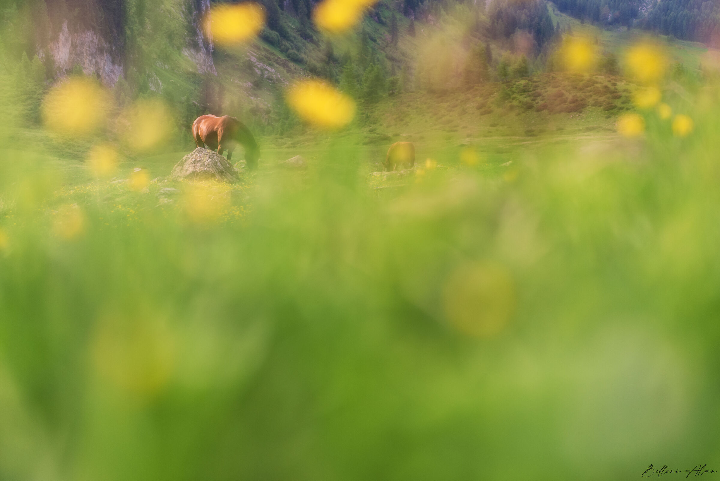 Among the Trollius europaeus. (Gold Button)