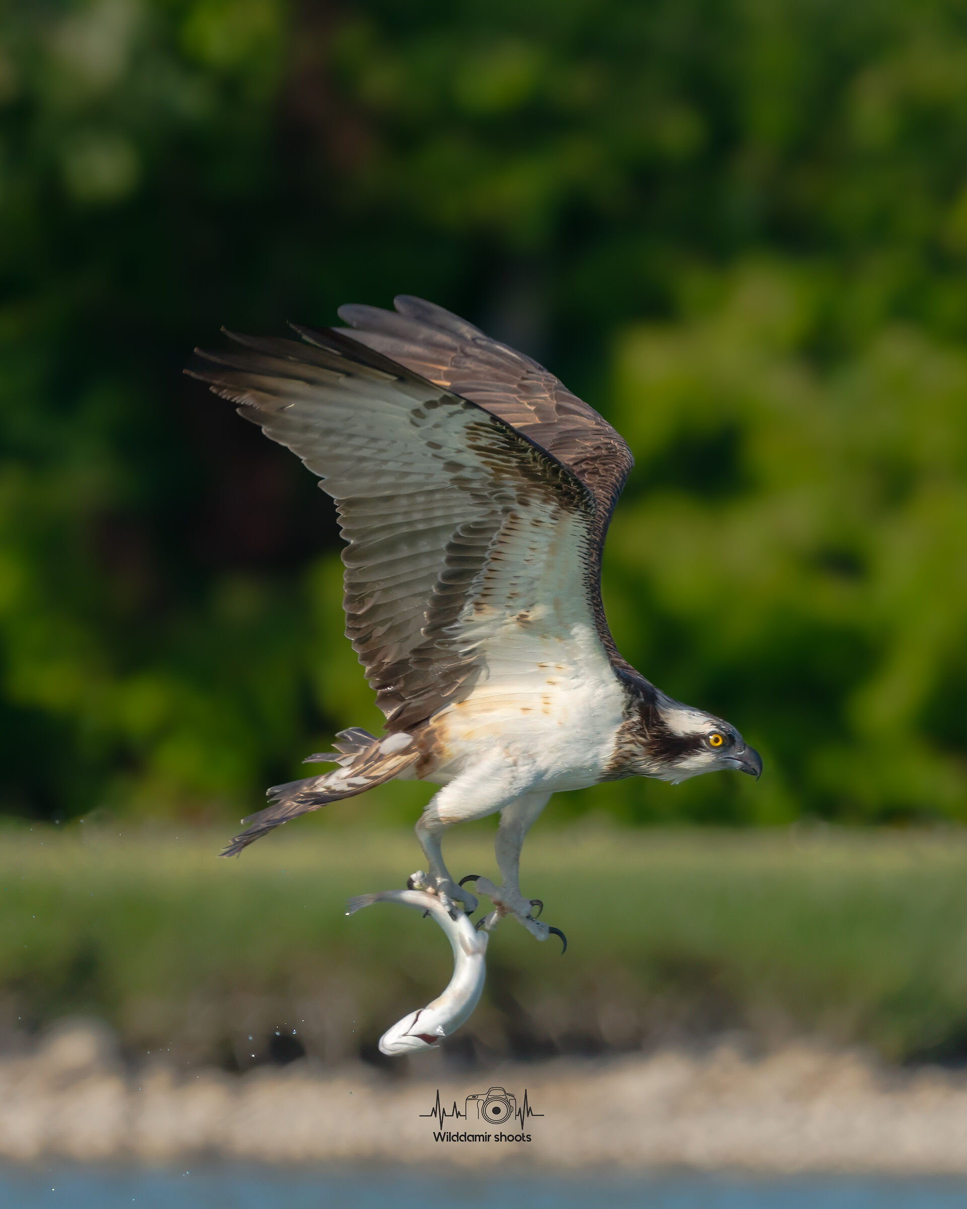 Osprey