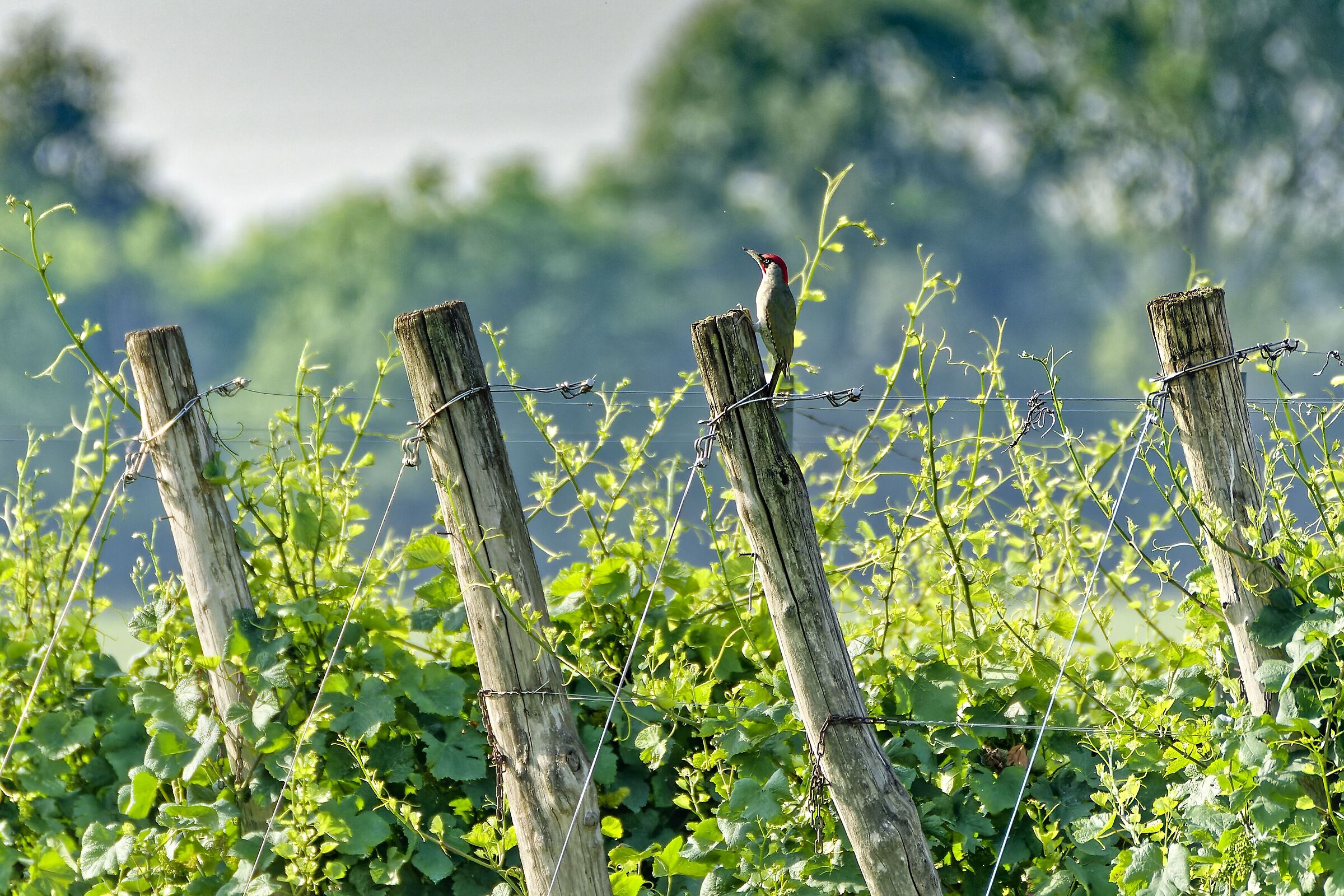 The guardian of the vineyards
