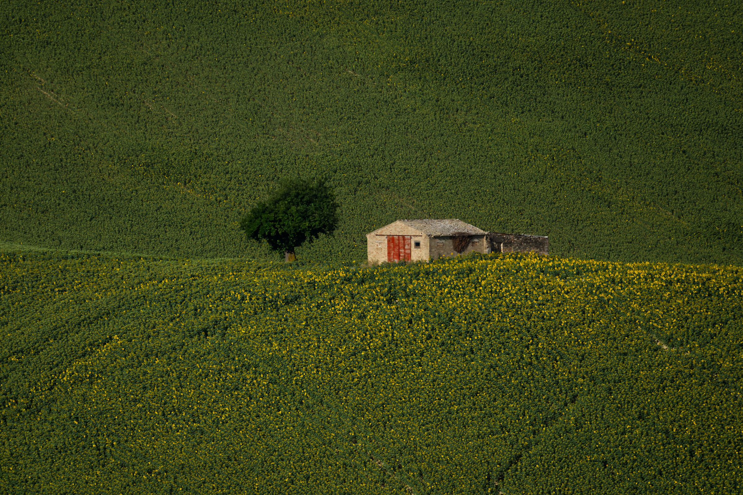 Cottage among the remaining sunflowers
