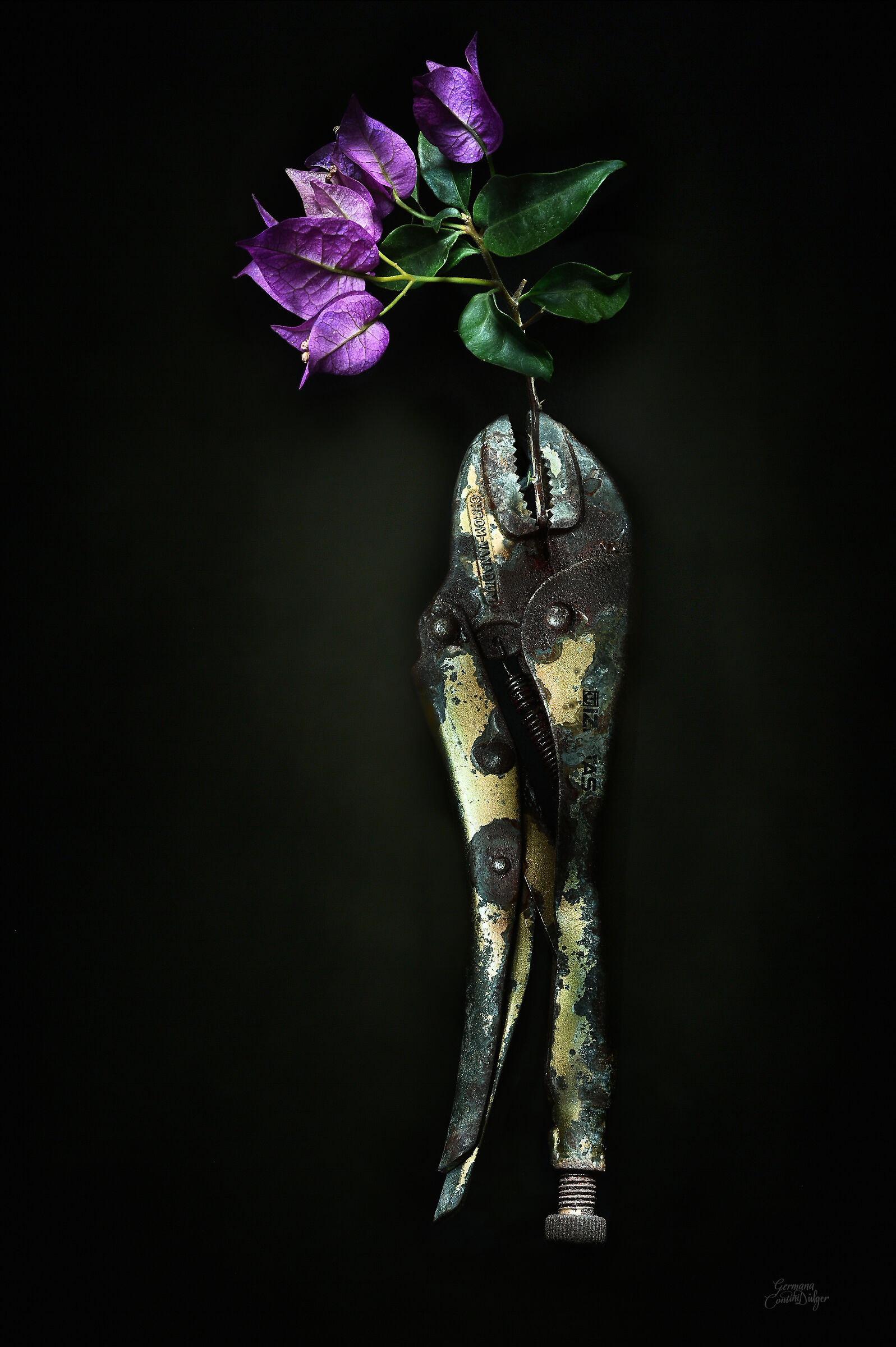 Dog and bougainvillea