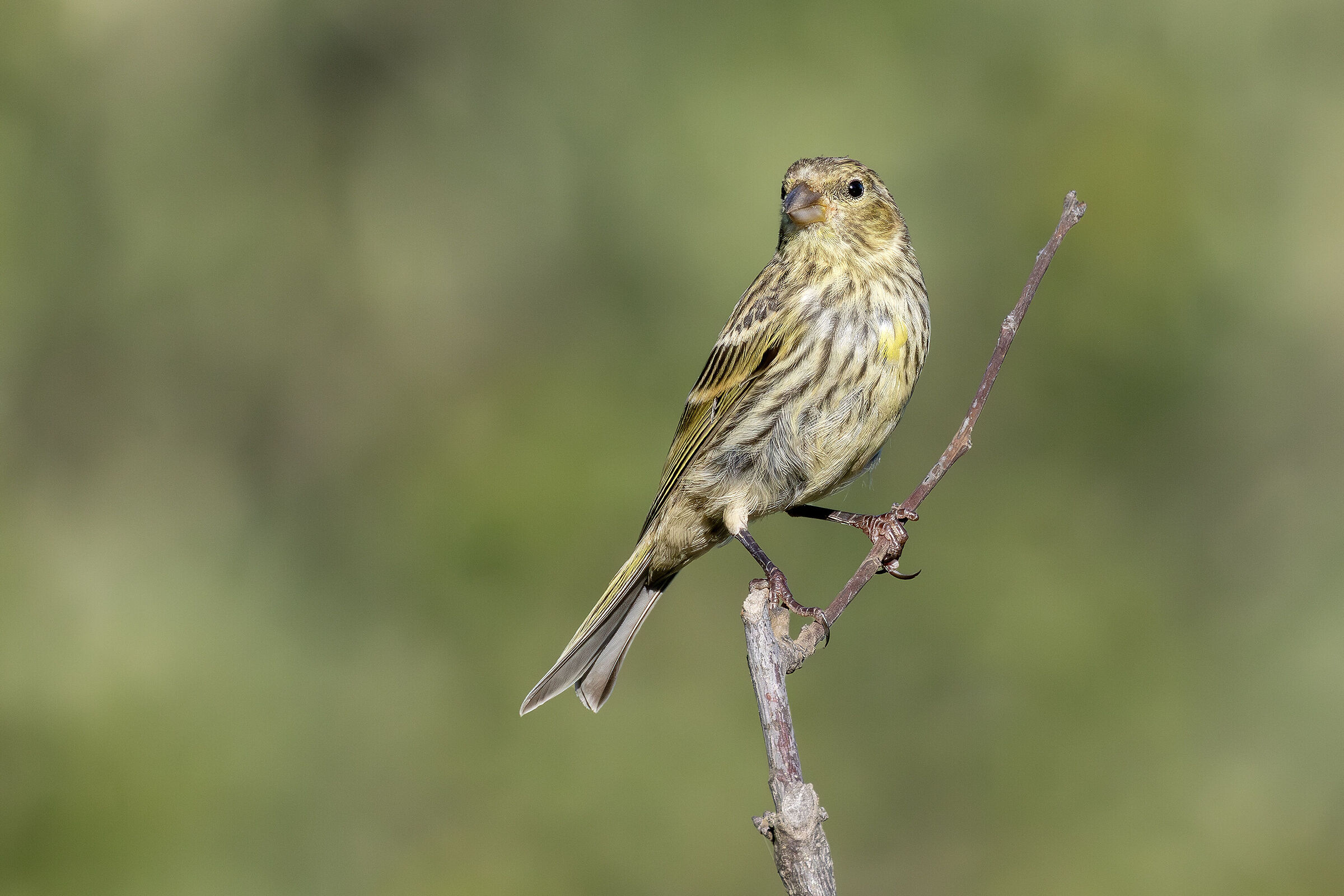 zigolo giallo