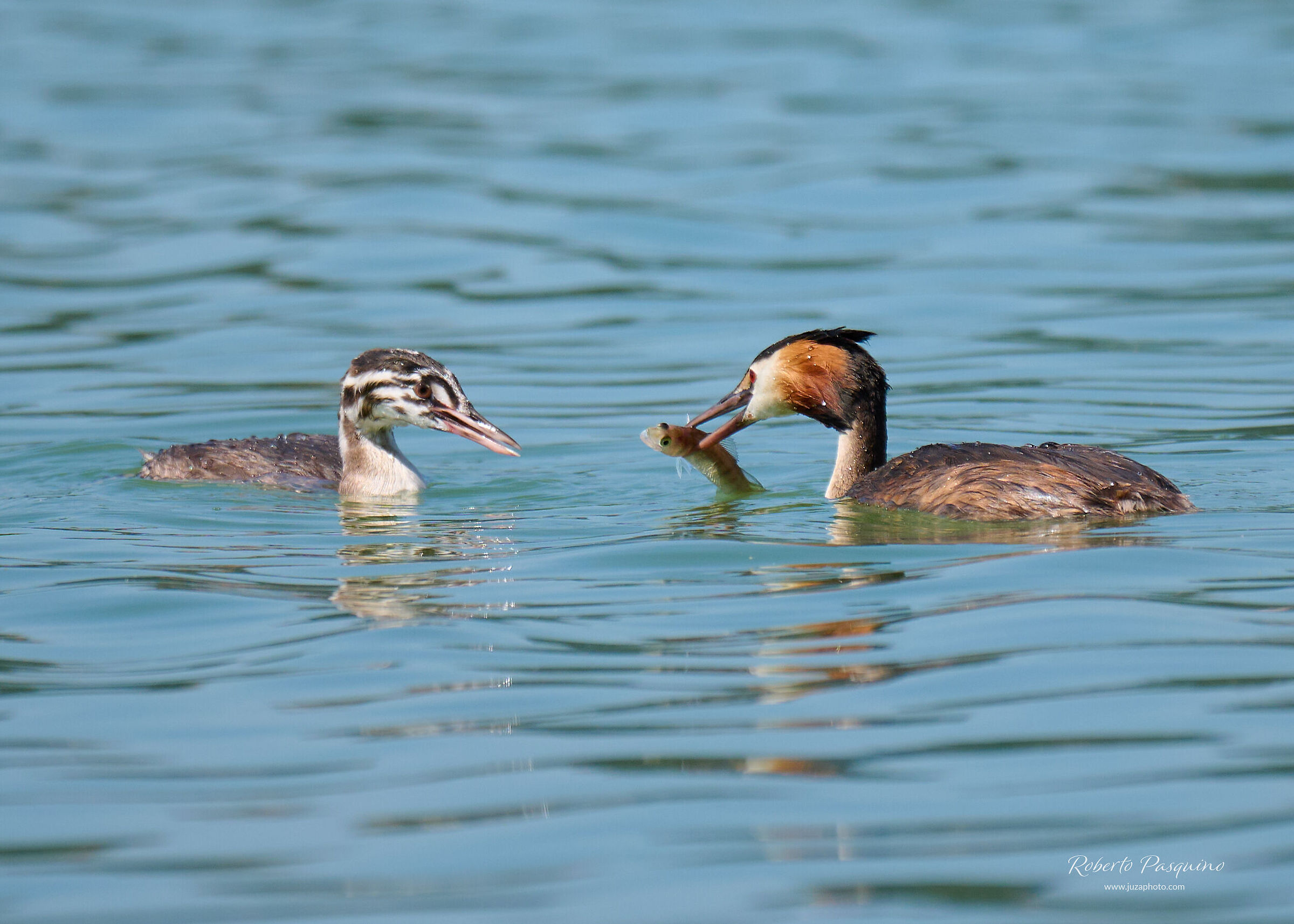 Svasso Maggiore & figlio