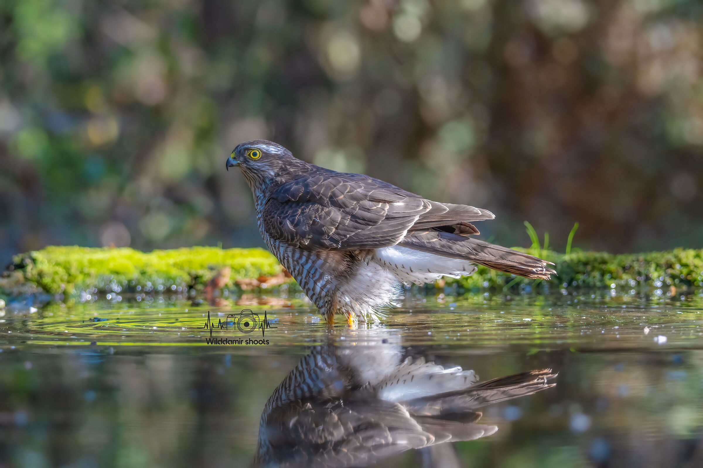 Sparrowhawk